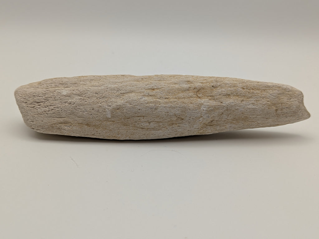 Petrified Wood Specimen
