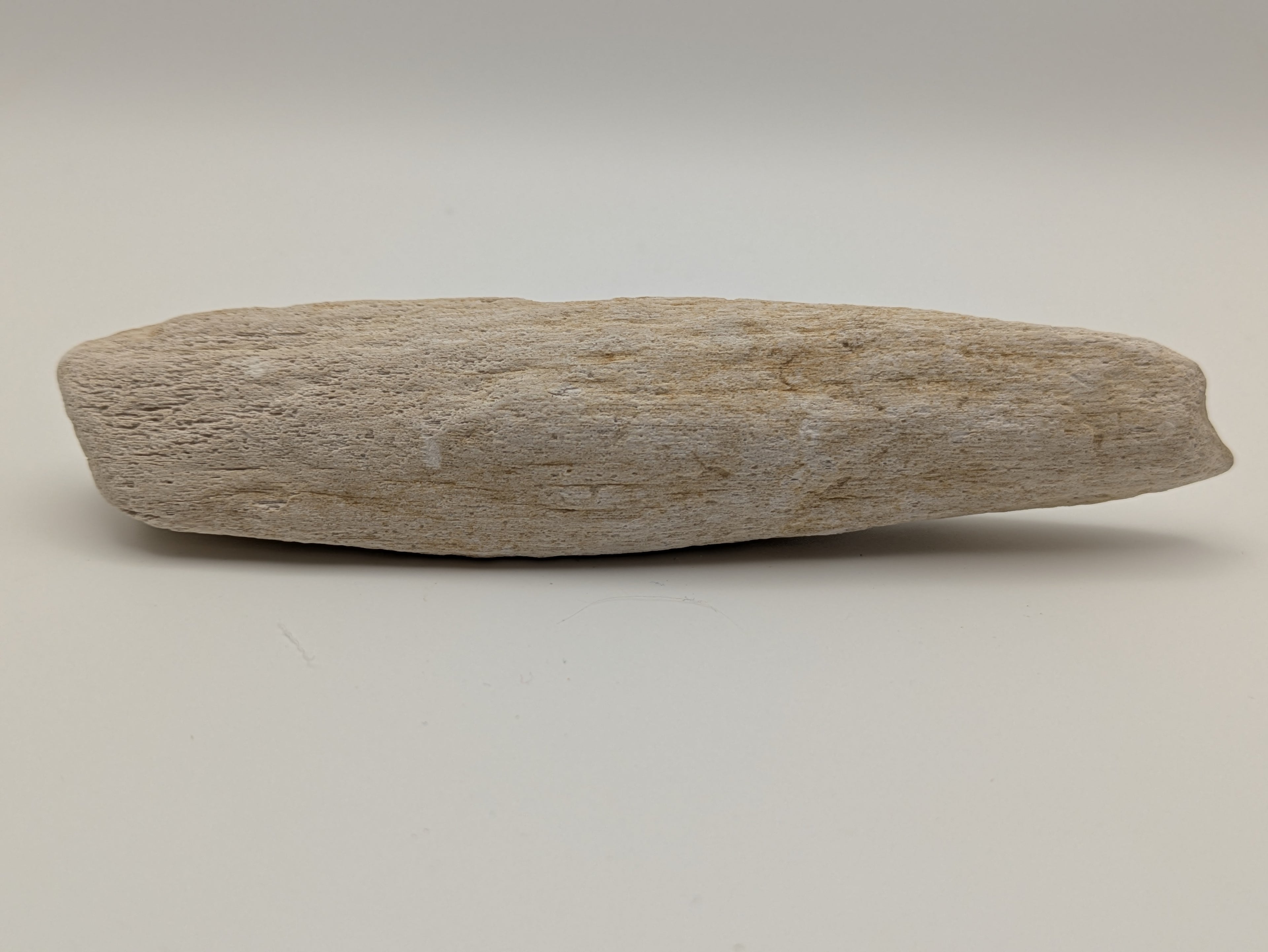Petrified Wood Specimen