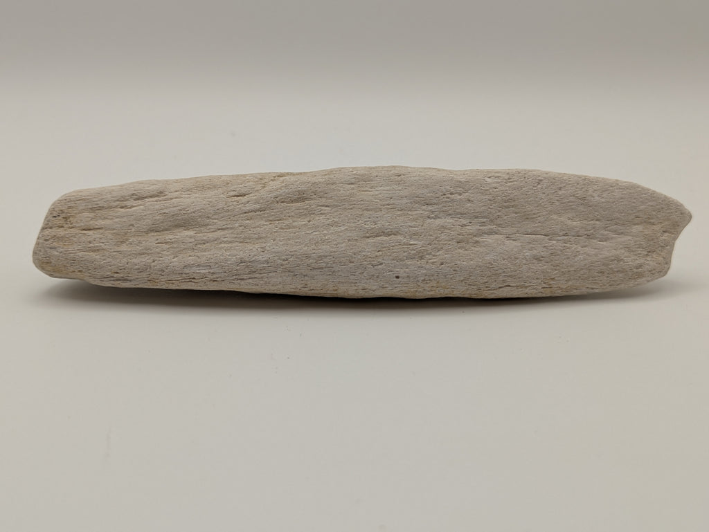 Petrified Wood Specimen
