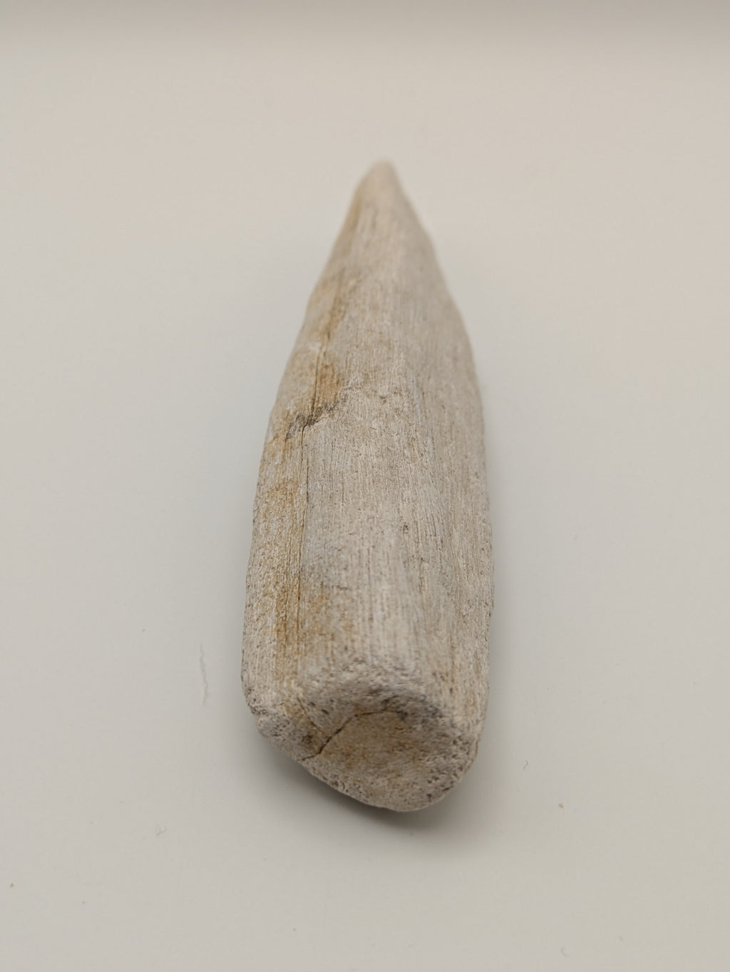 Petrified Wood Specimen