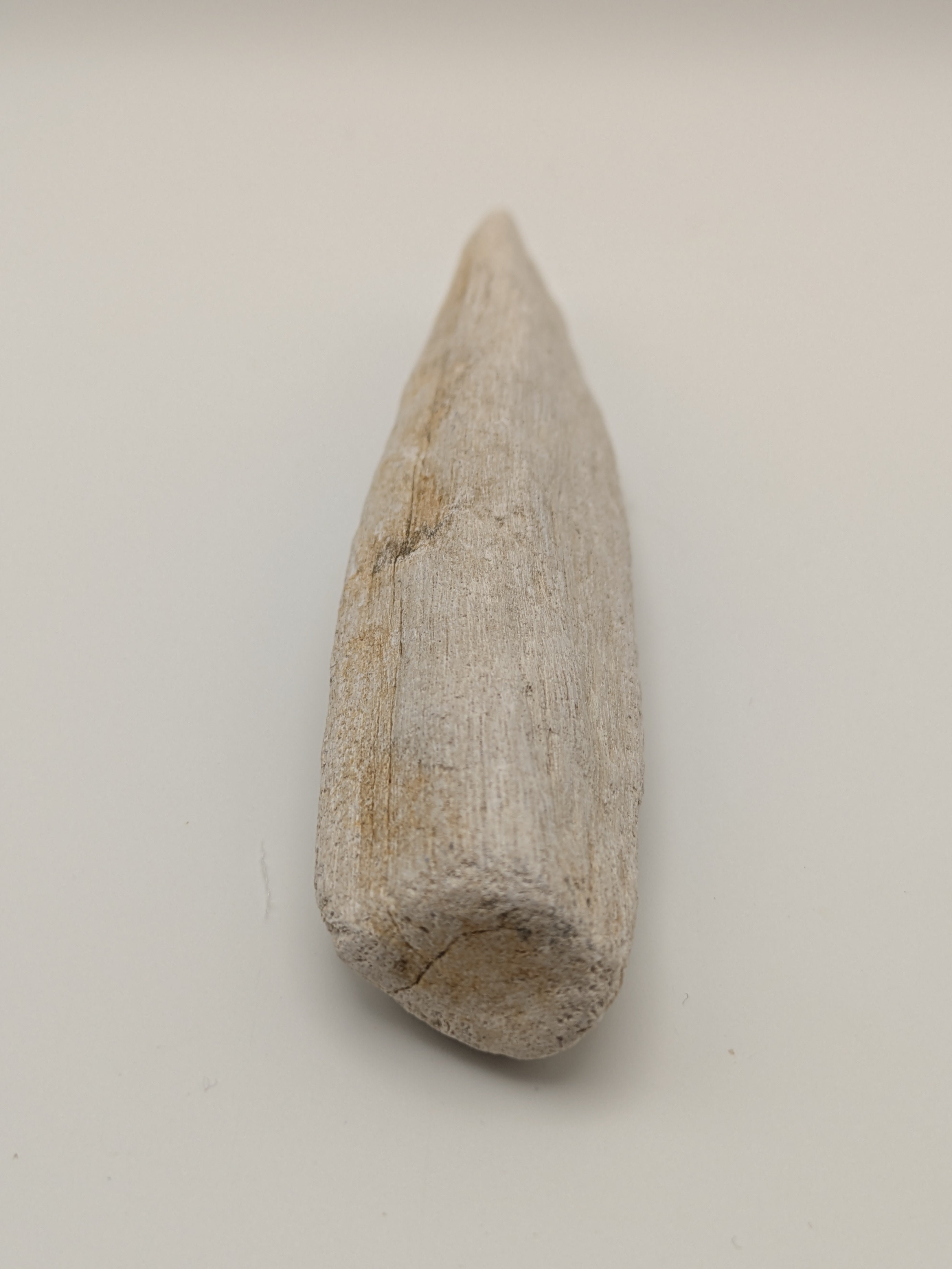 Petrified Wood Specimen