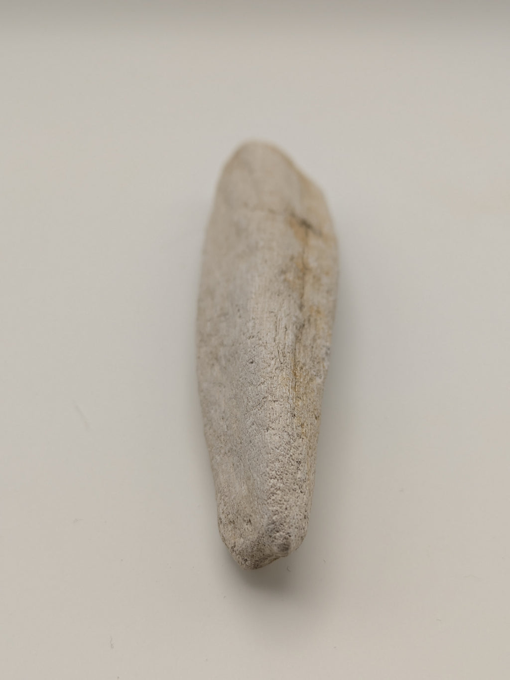 Petrified Wood Specimen