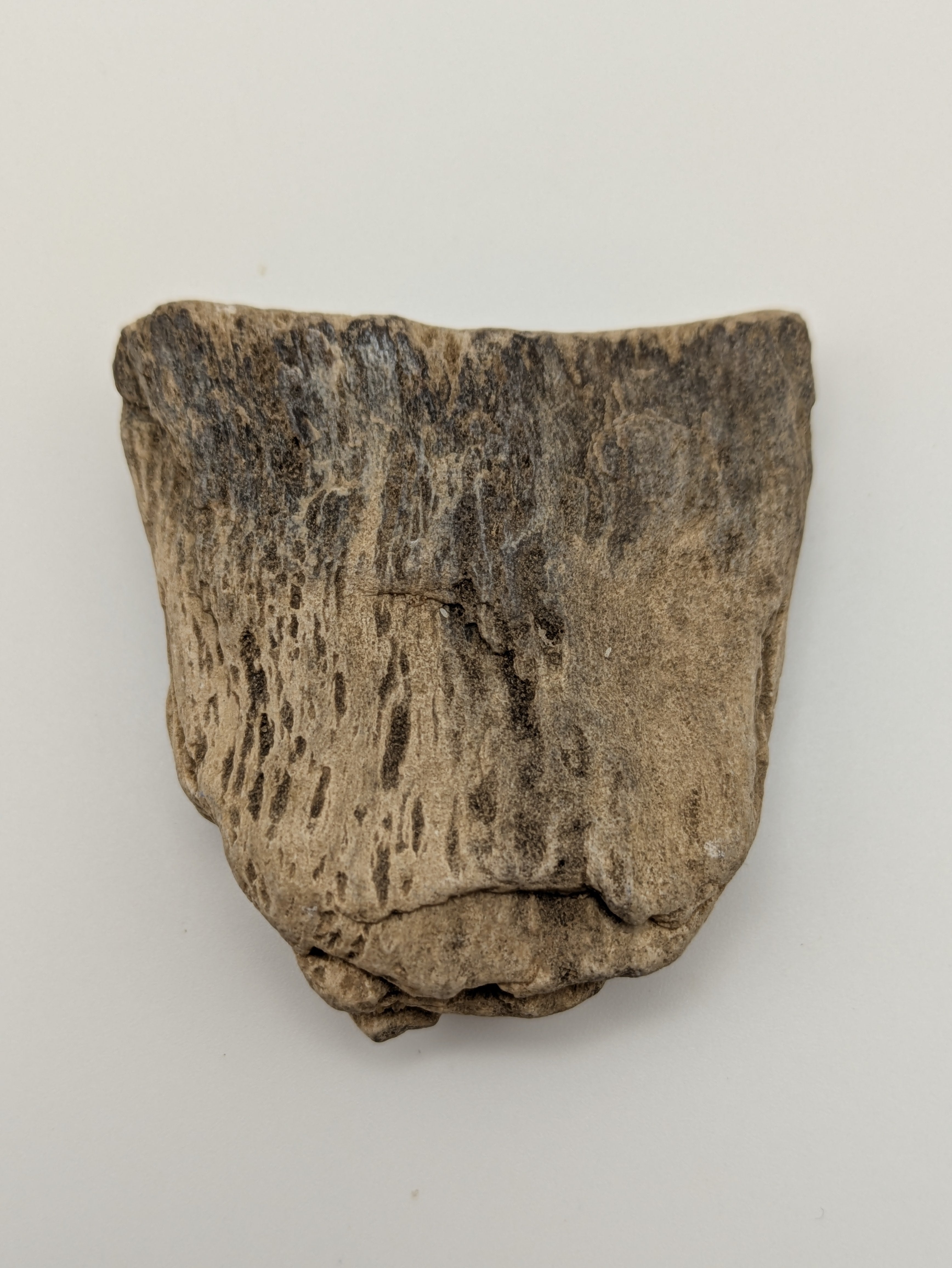 Petrified Wood Specimen