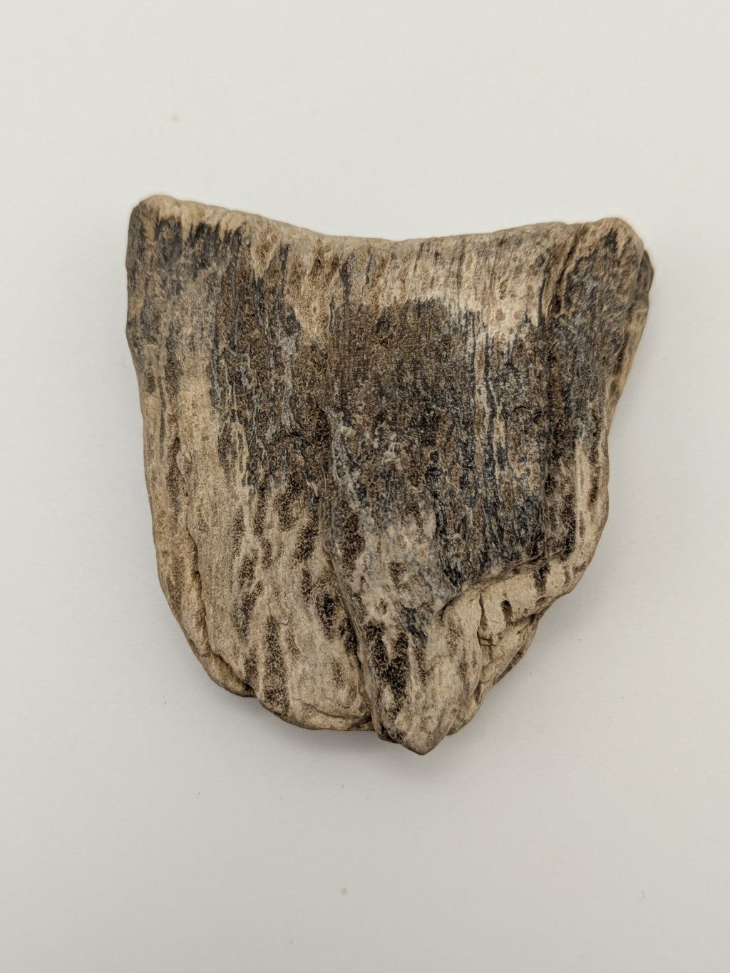 Petrified Wood Specimen
