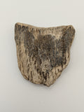 Petrified Wood Specimen