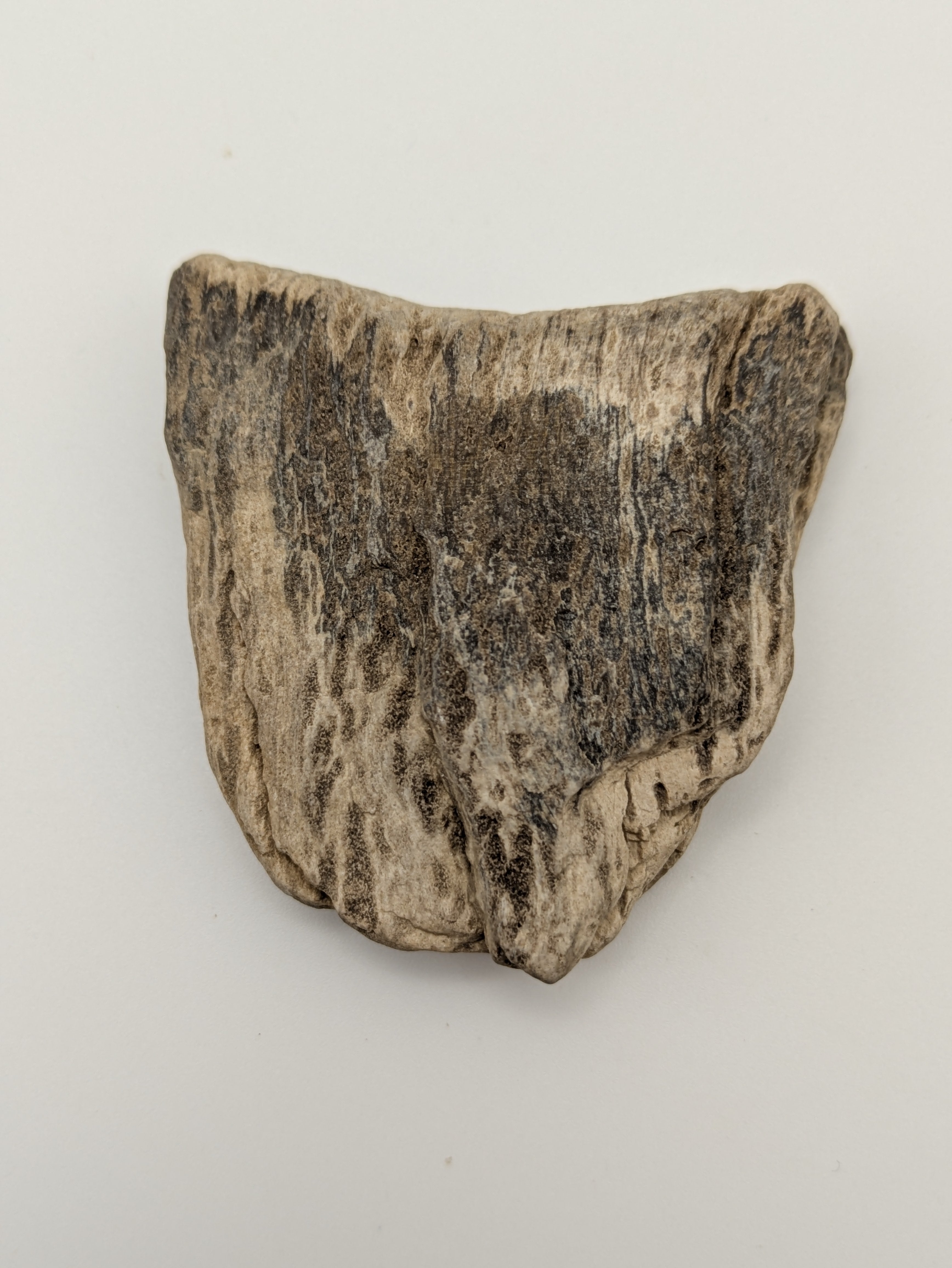 Petrified Wood Specimen