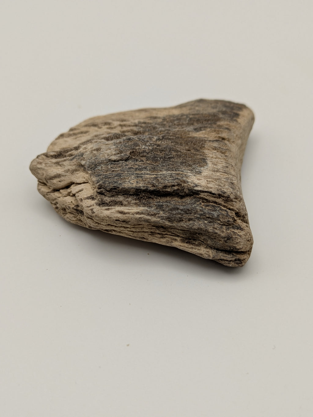Petrified Wood Specimen