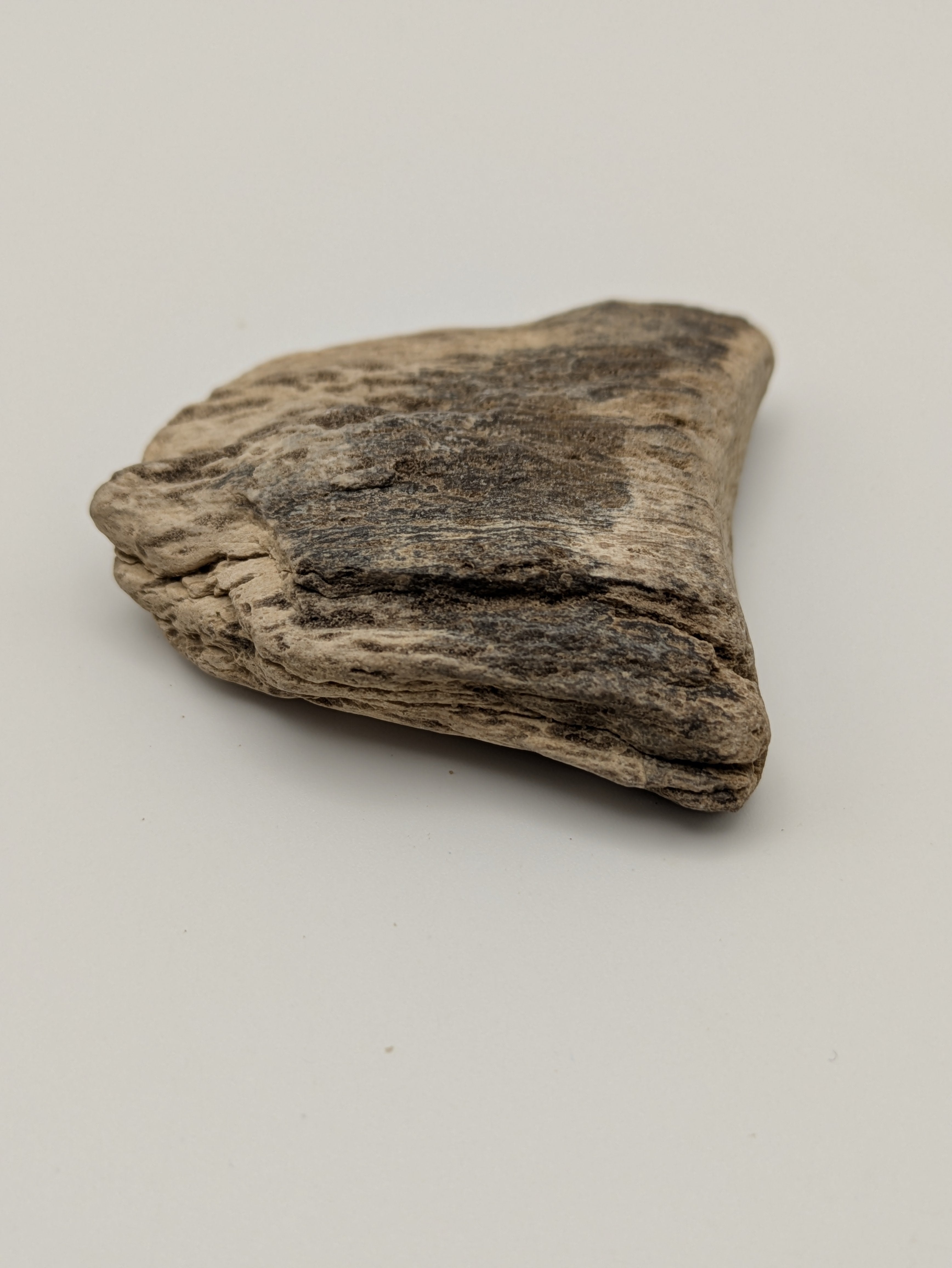 Petrified Wood Specimen