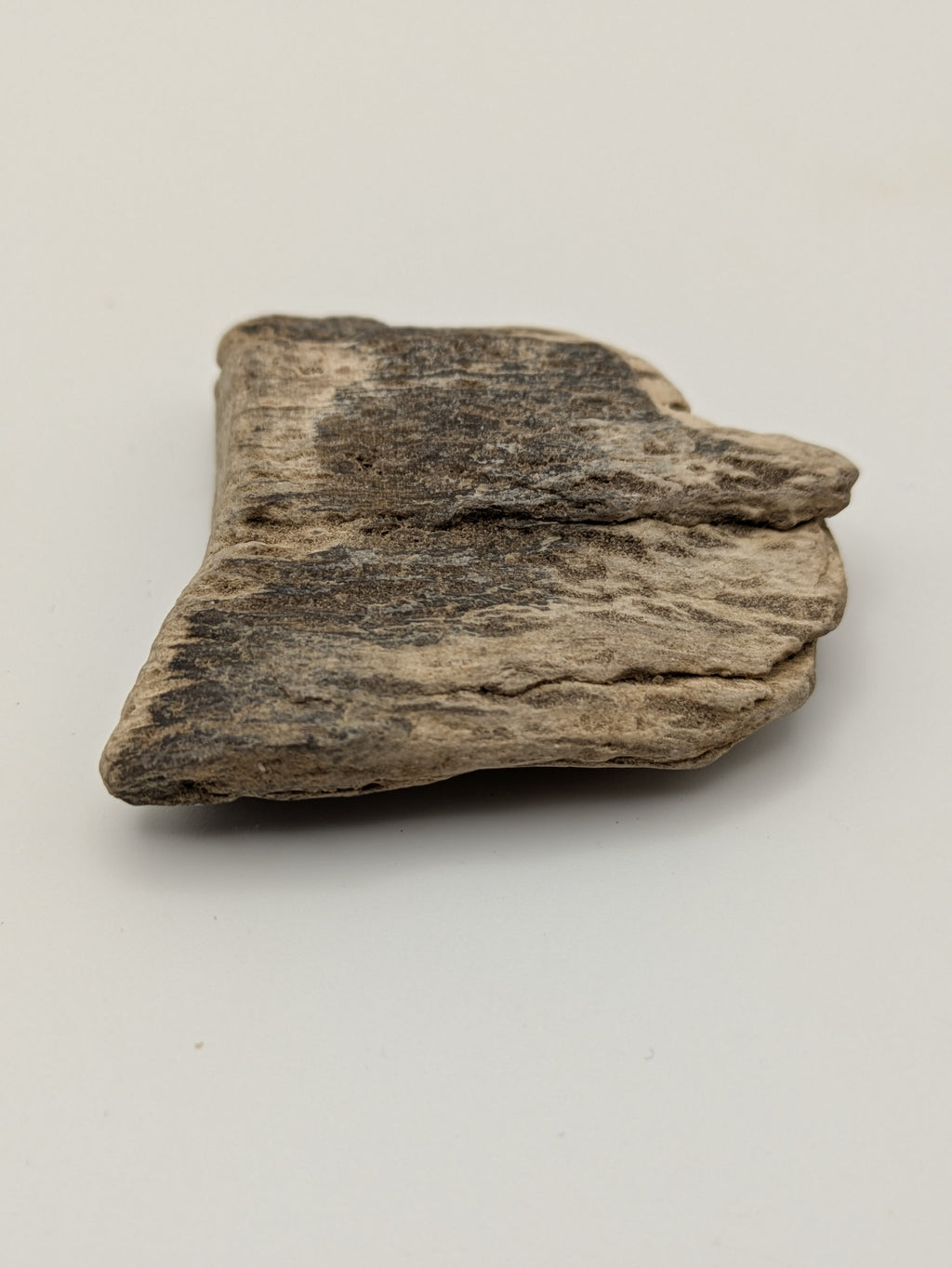 Petrified Wood Specimen