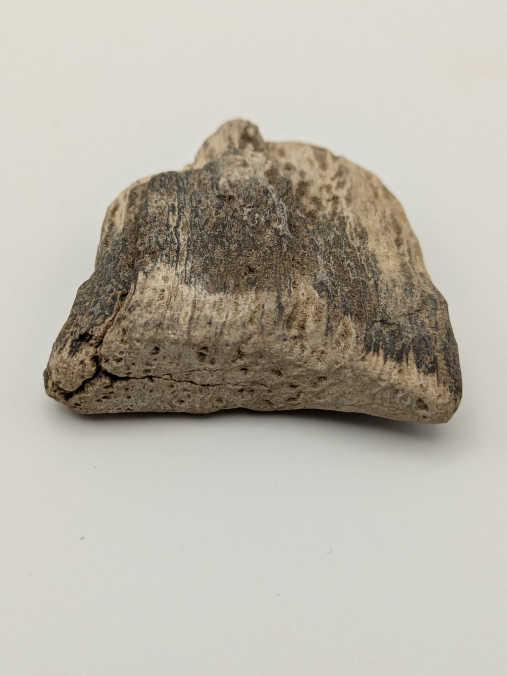 Petrified Wood Specimen