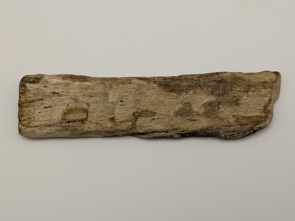 Petrified Wood Specimen