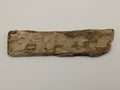 Petrified Wood Specimen