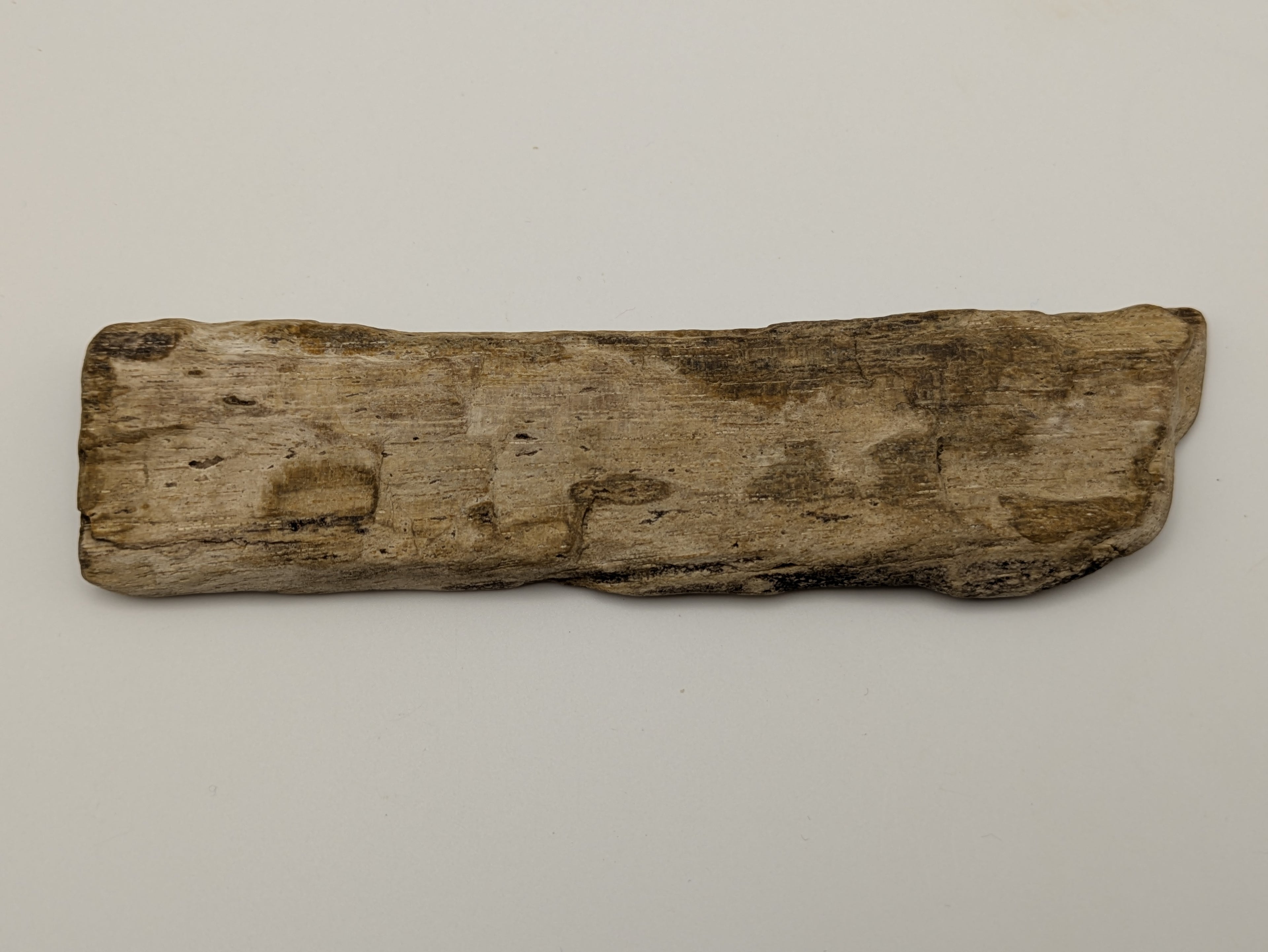 Petrified Wood Specimen