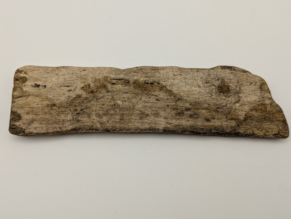 Petrified Wood Specimen