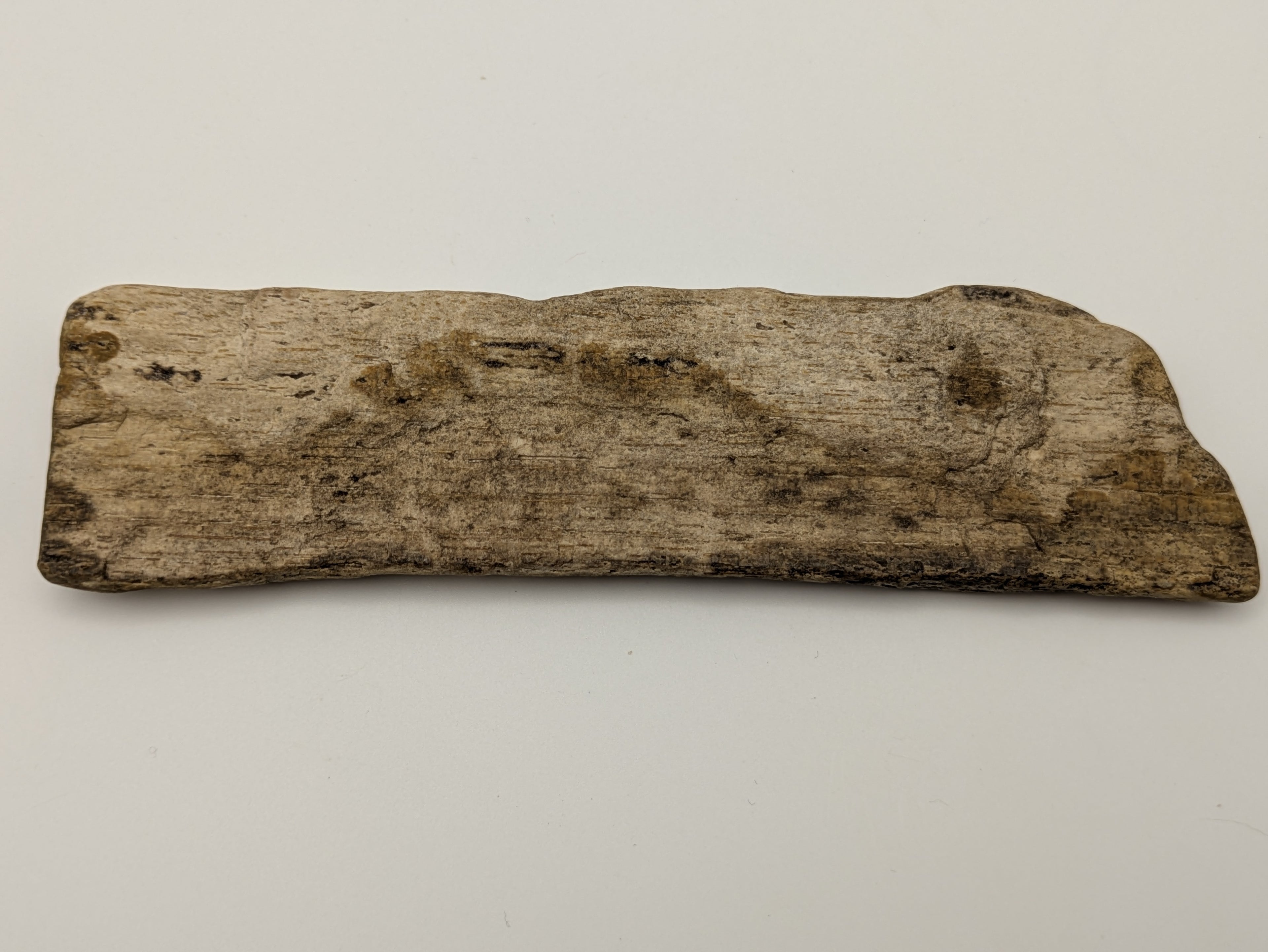 Petrified Wood Specimen