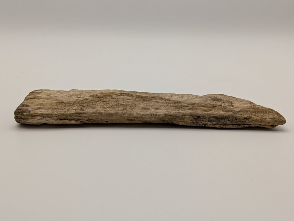 Petrified Wood Specimen