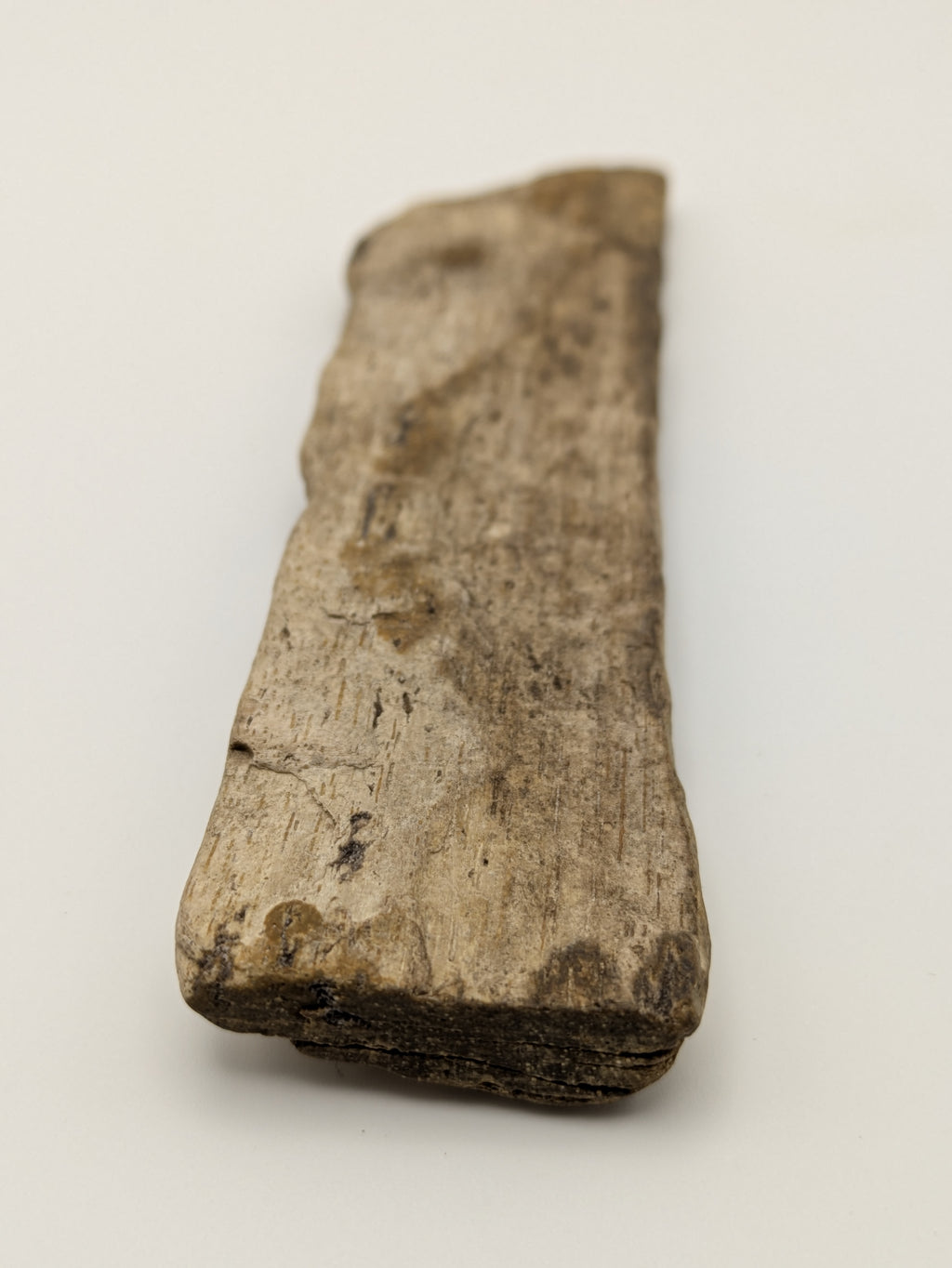 Petrified Wood Specimen