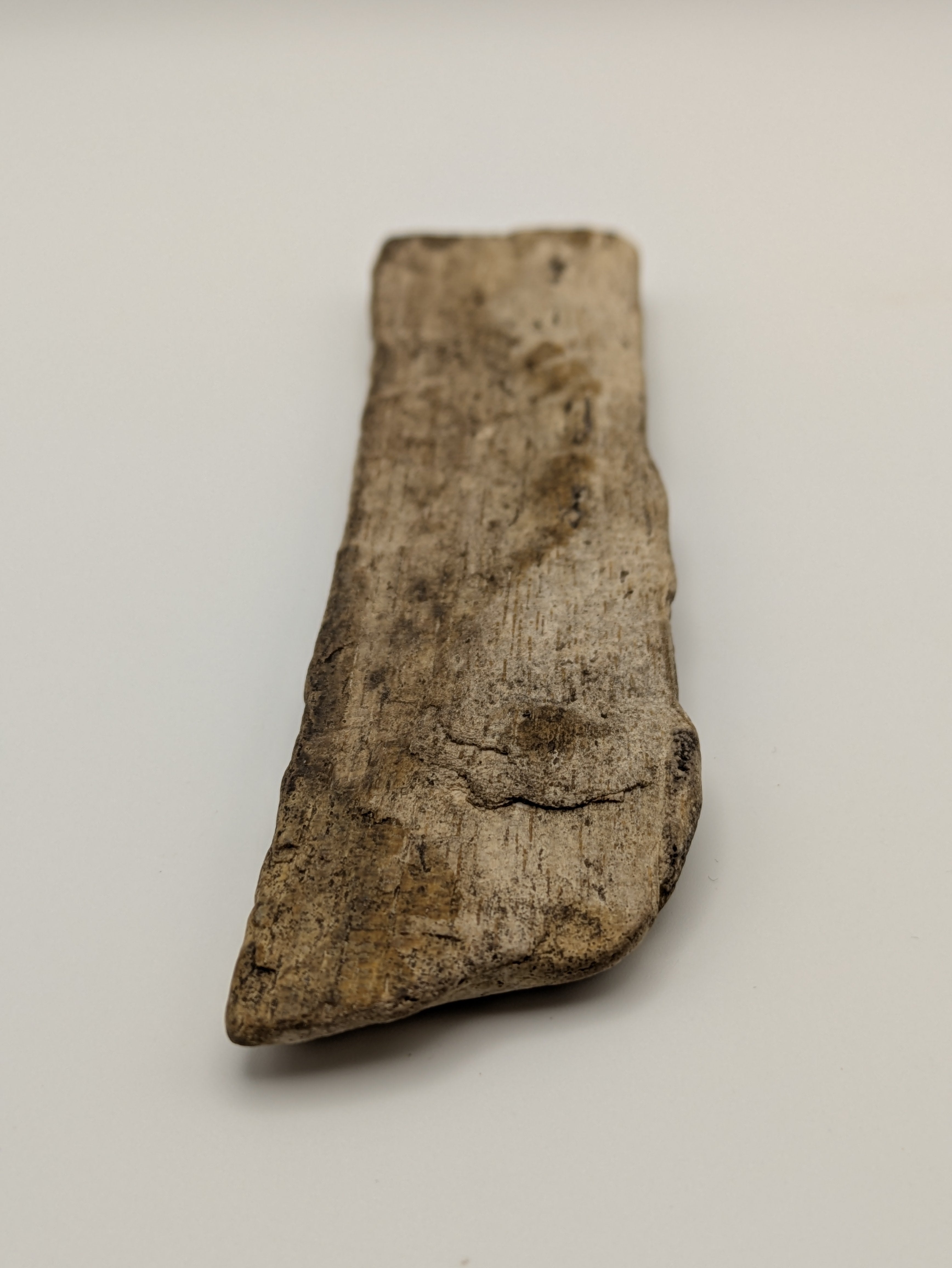 Petrified Wood Specimen