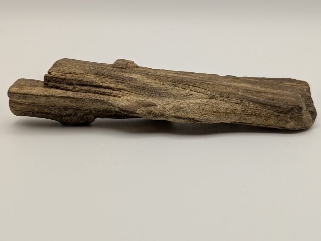 Petrified Wood Specimen