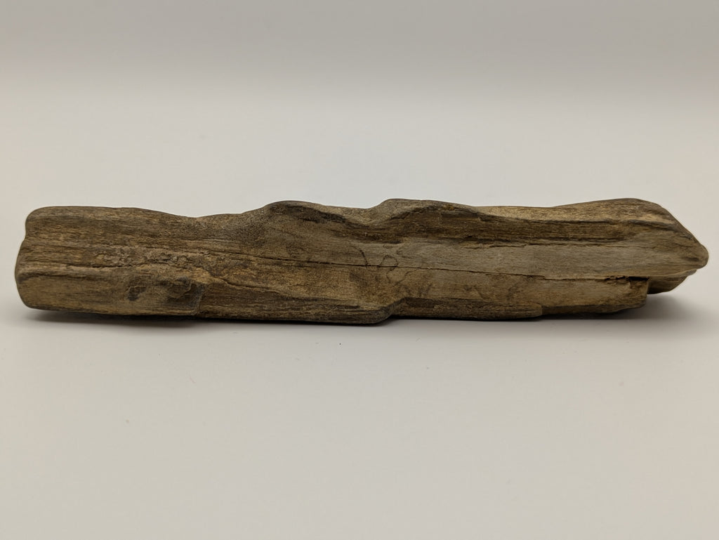 Petrified Wood Specimen