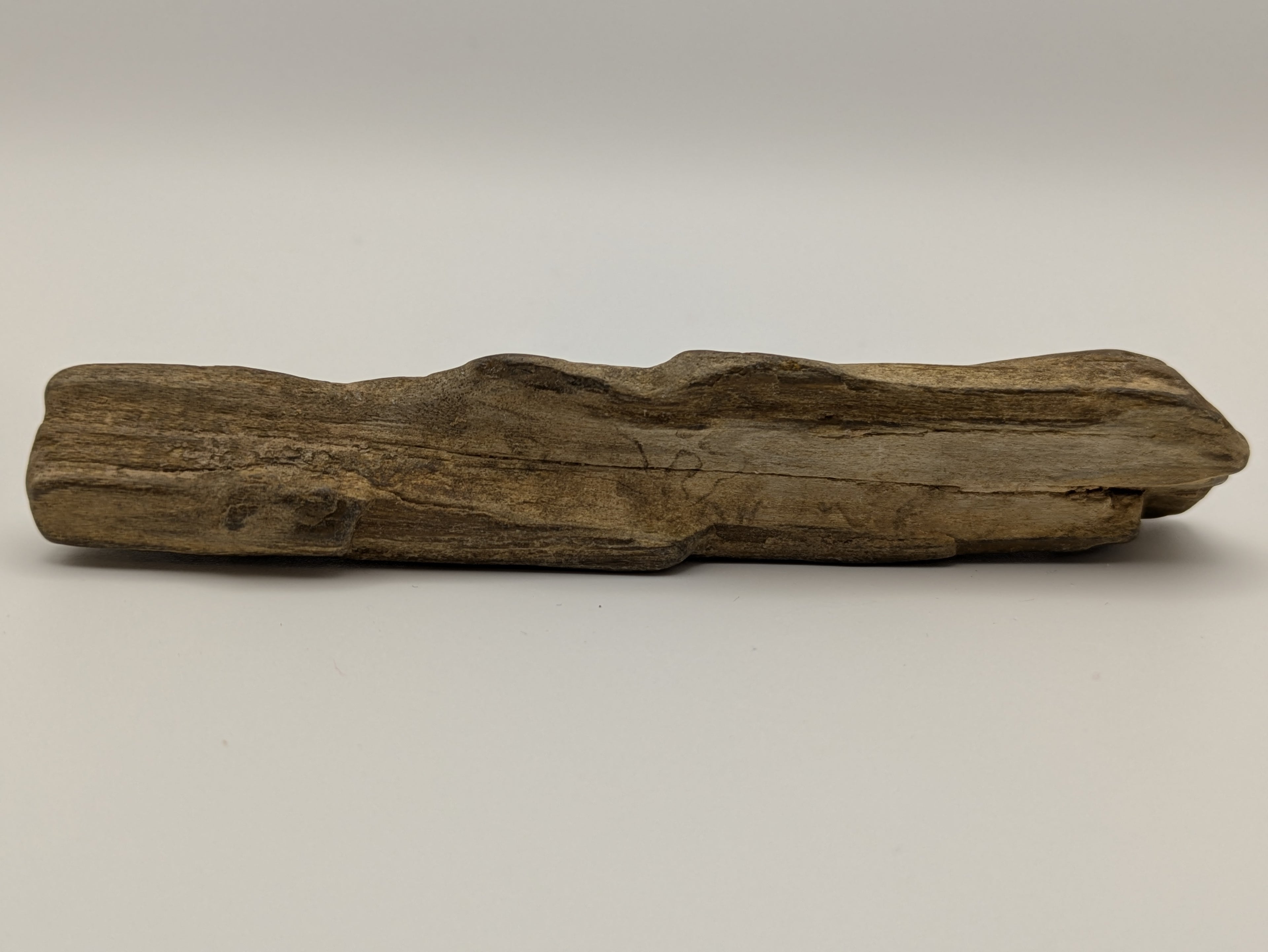 Petrified Wood Specimen