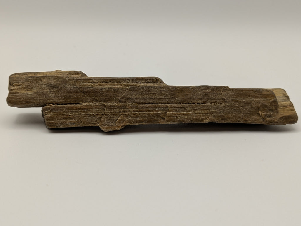 Petrified Wood Specimen