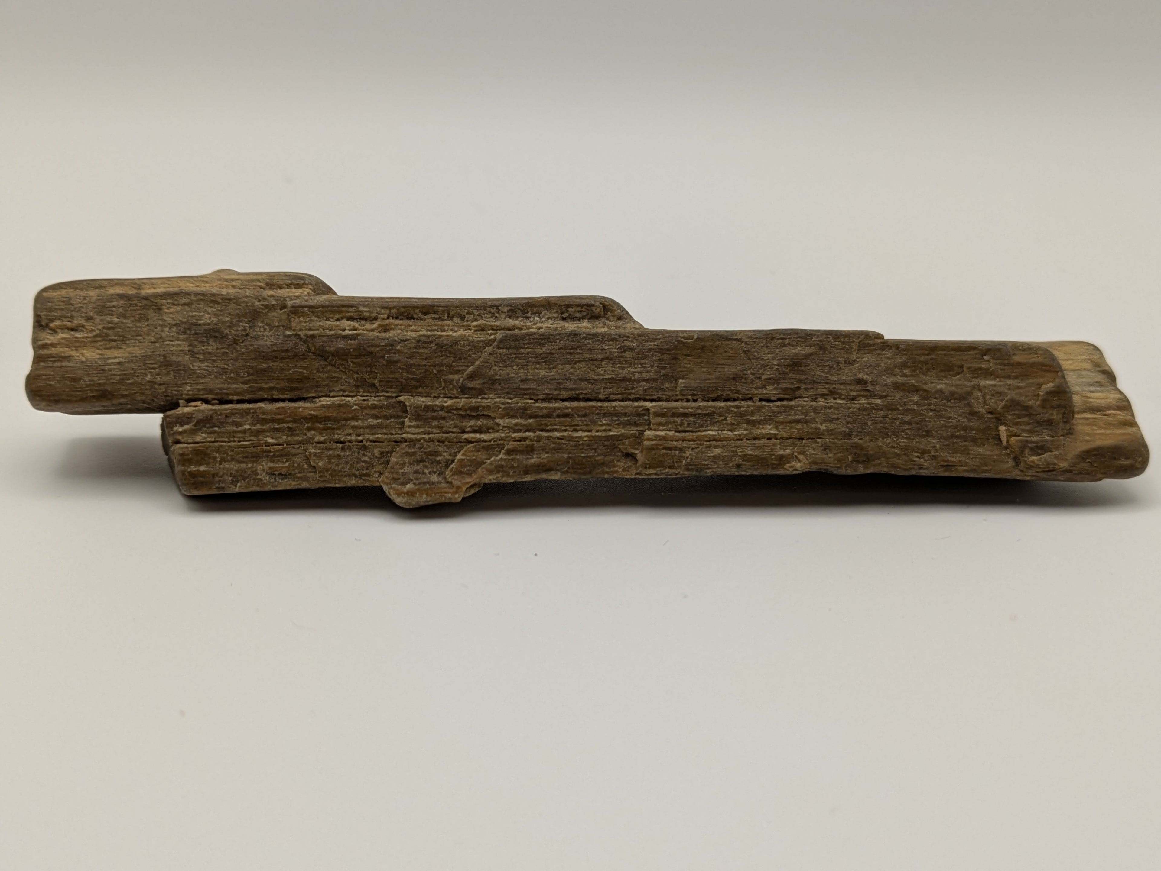 Petrified Wood Specimen