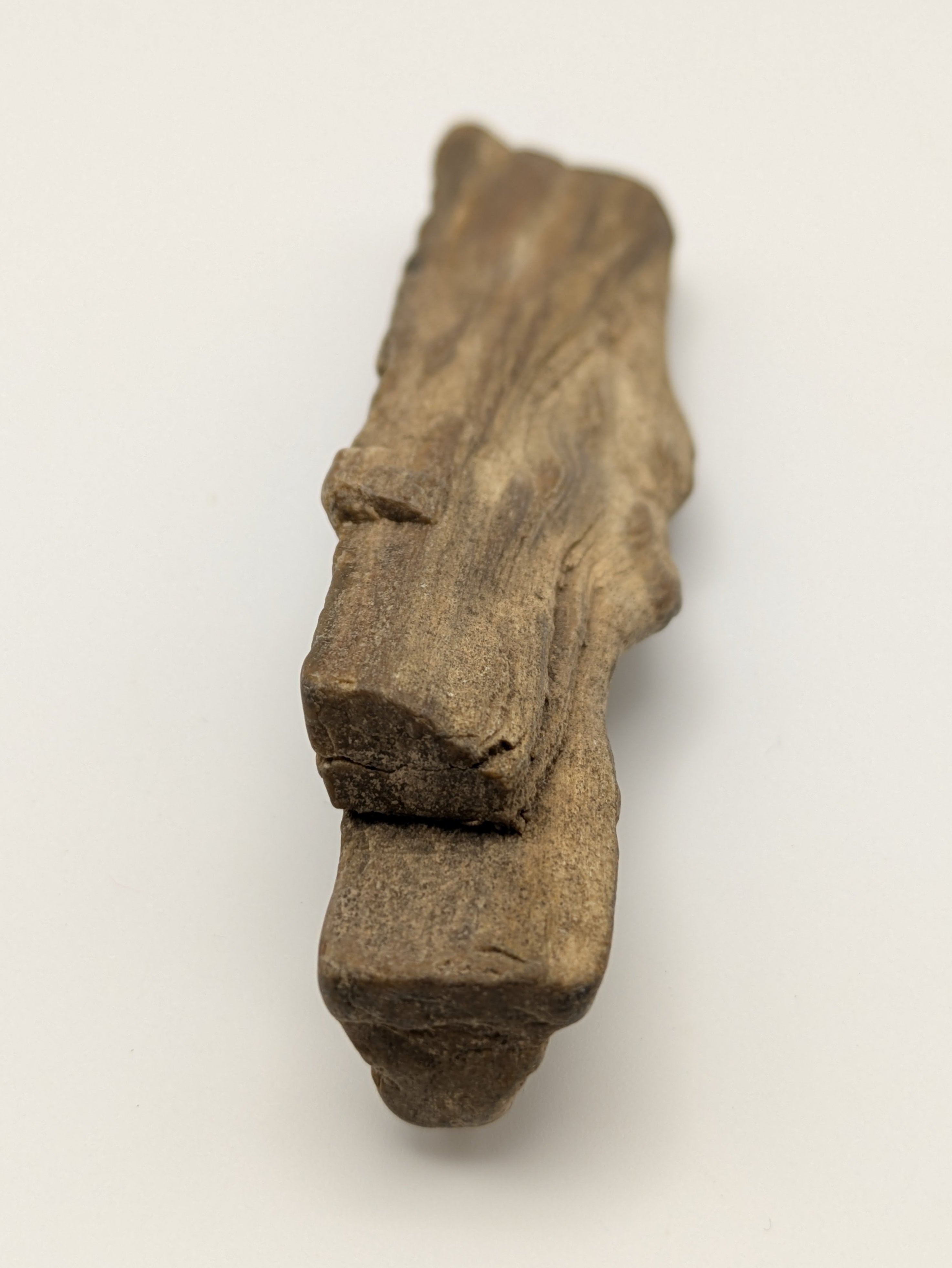 Petrified Wood Specimen
