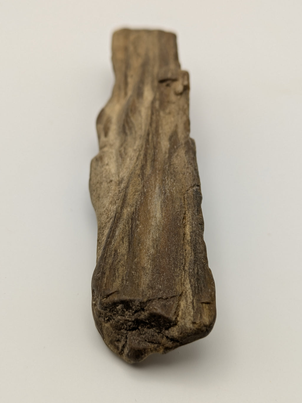 Petrified Wood Specimen