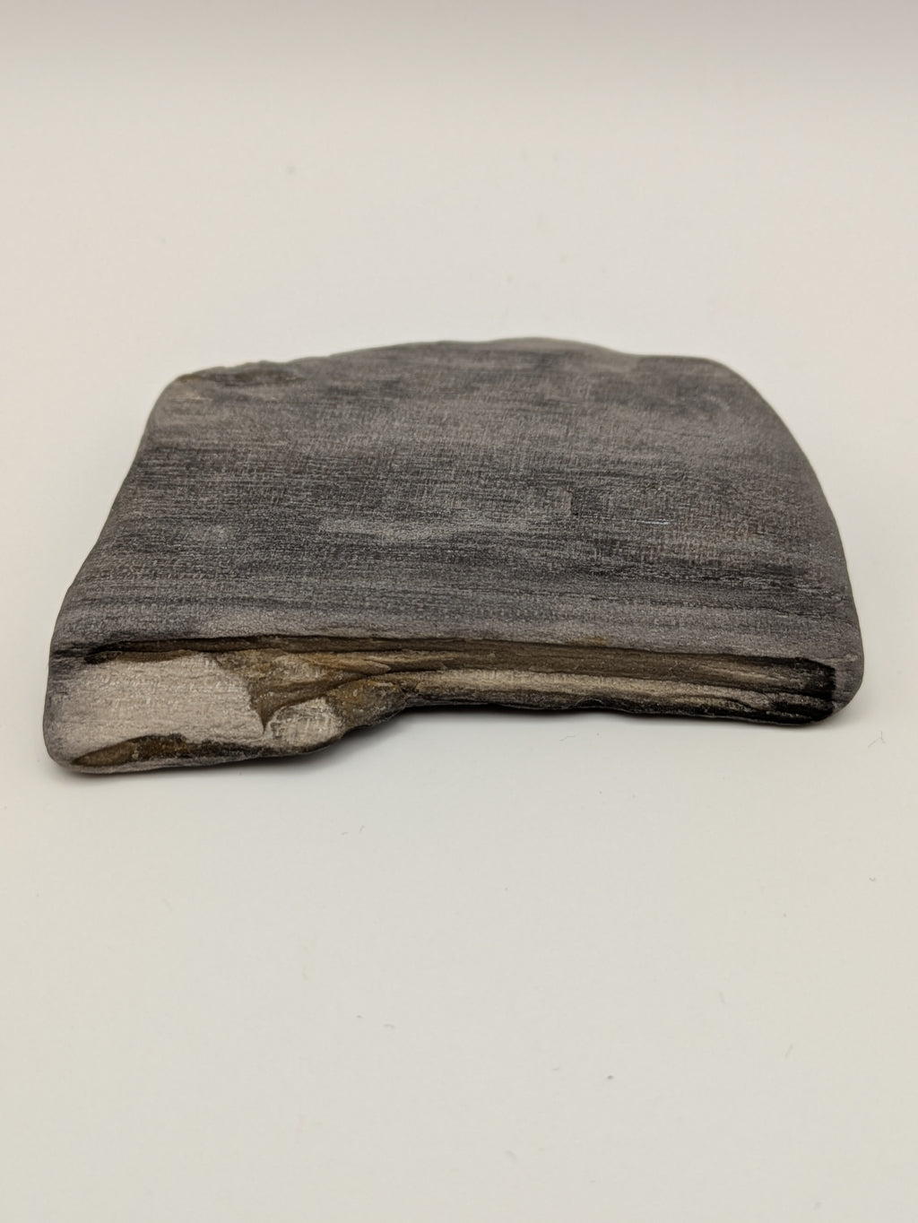 Petrified Wood Specimen