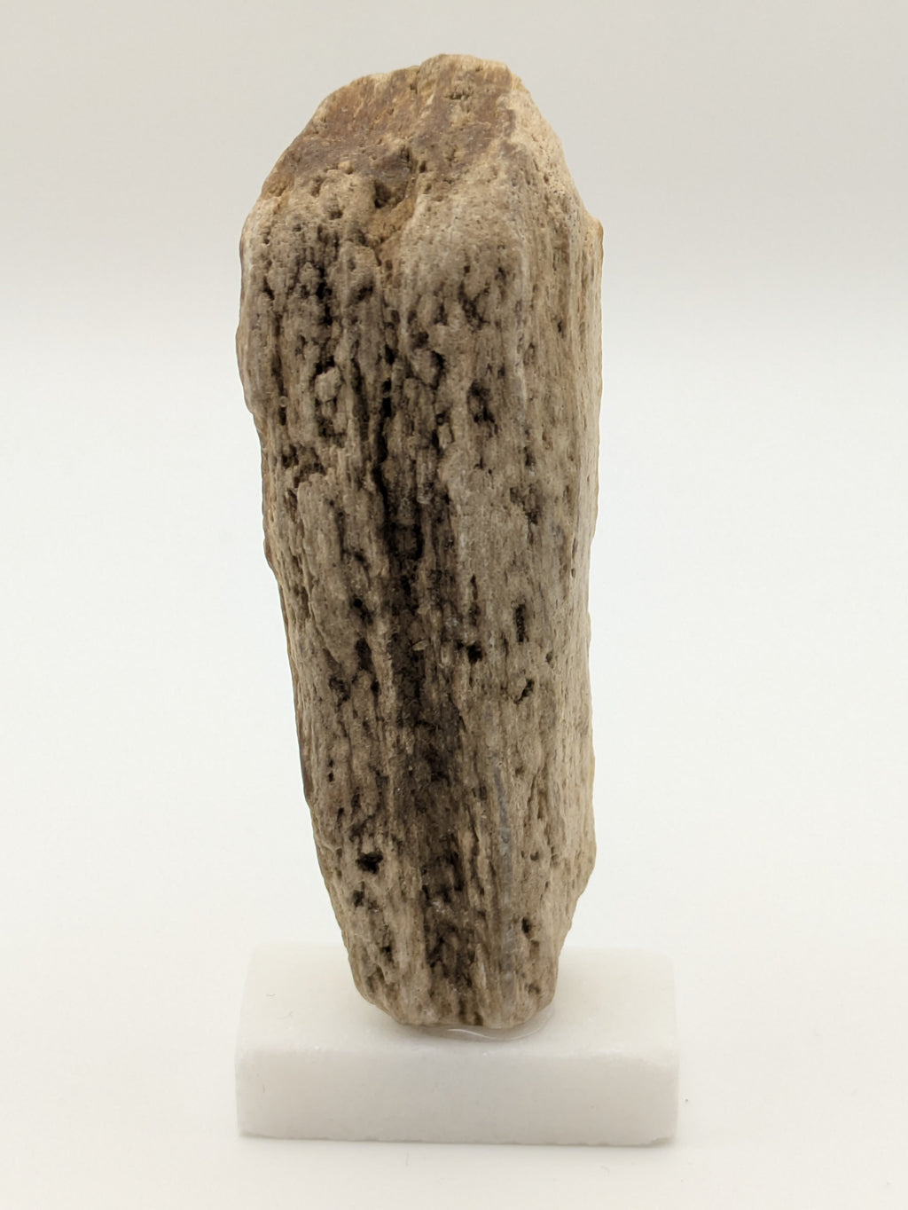 Petrified Wood Specimen (with stand)
