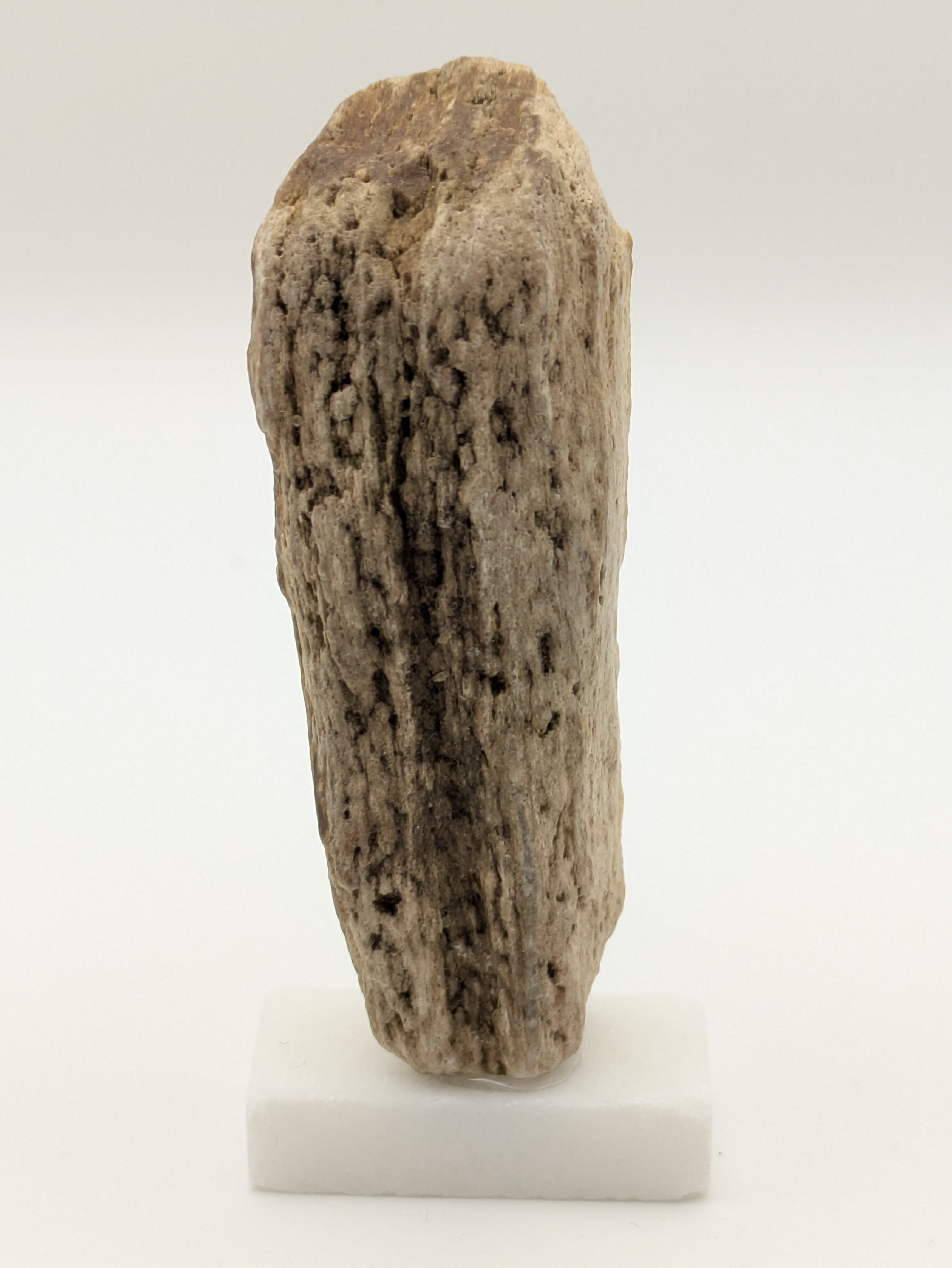 Petrified Wood Specimen (with stand)
