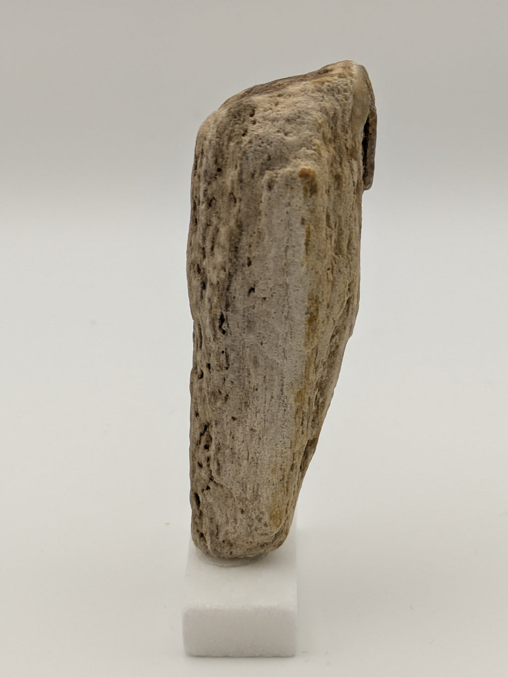 Petrified Wood Specimen (with stand)