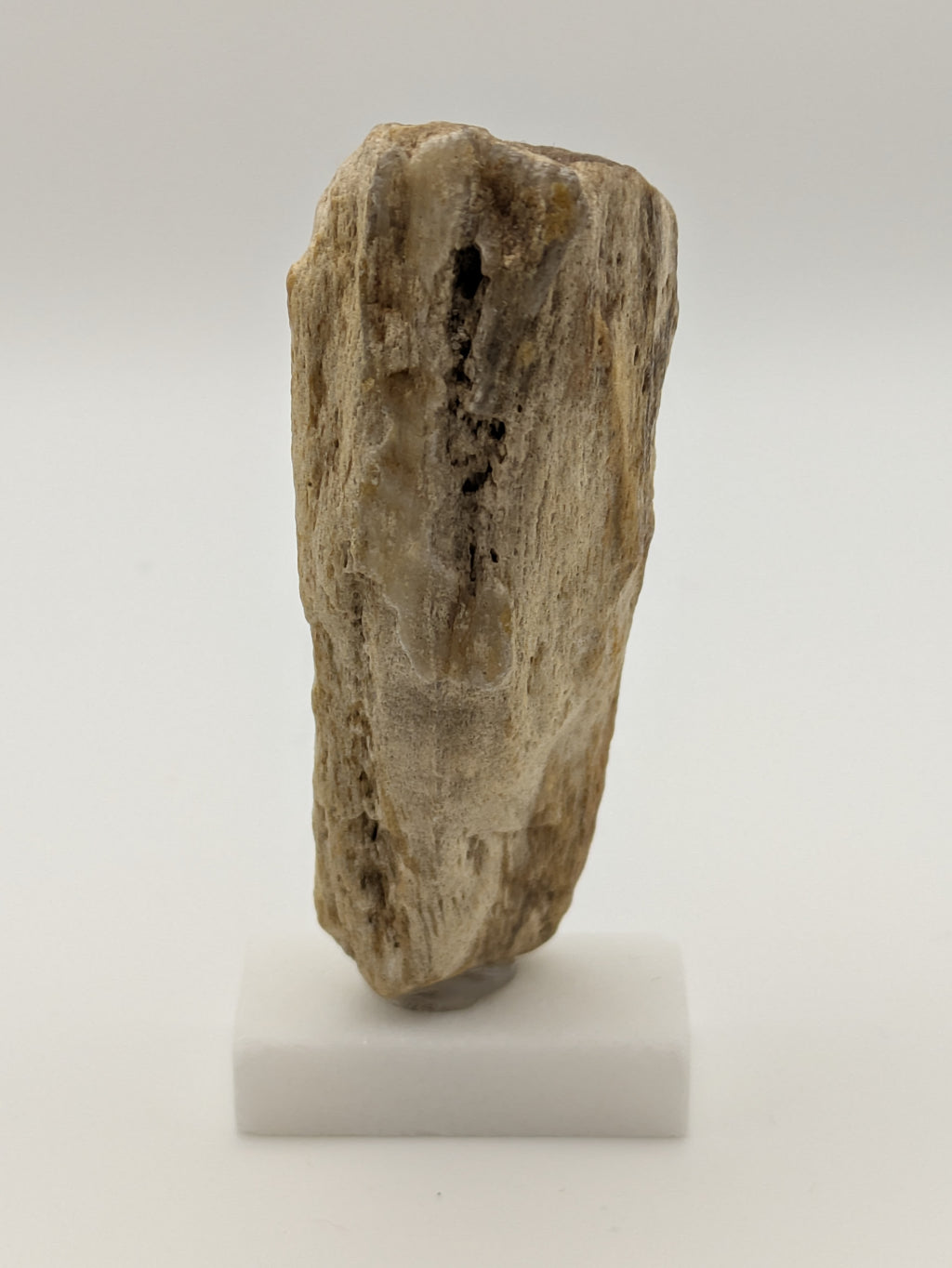 Petrified Wood Specimen (with stand)