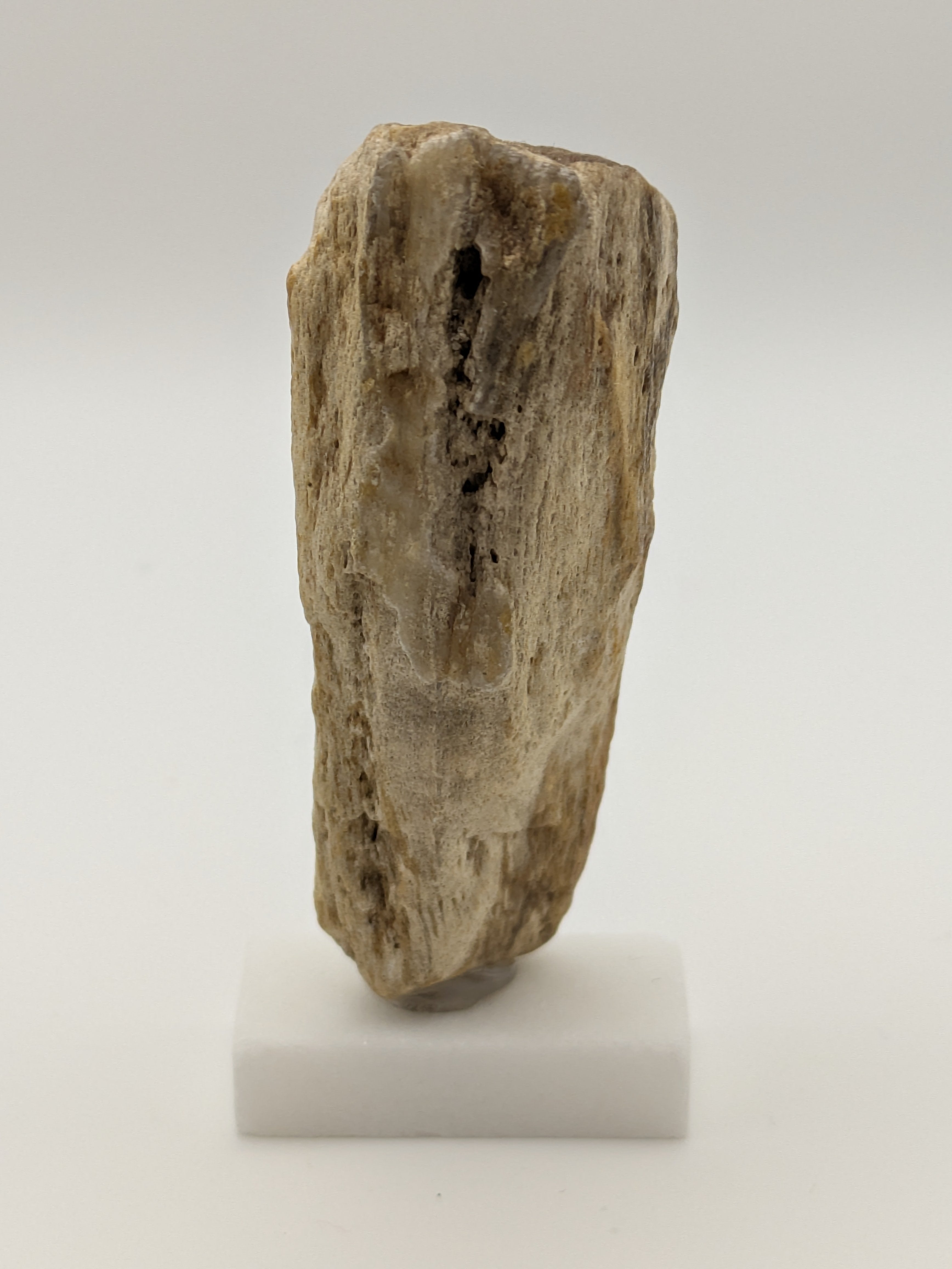 Petrified Wood Specimen (with stand)