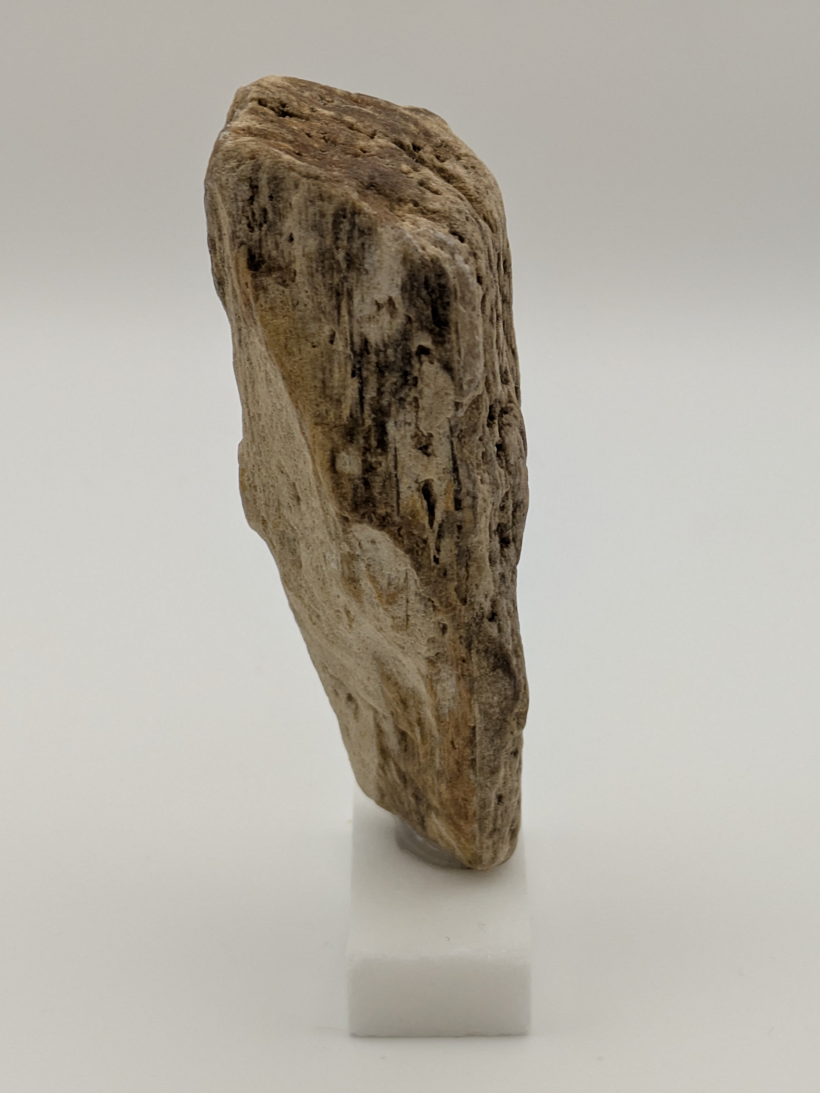 Petrified Wood Specimen (with stand)
