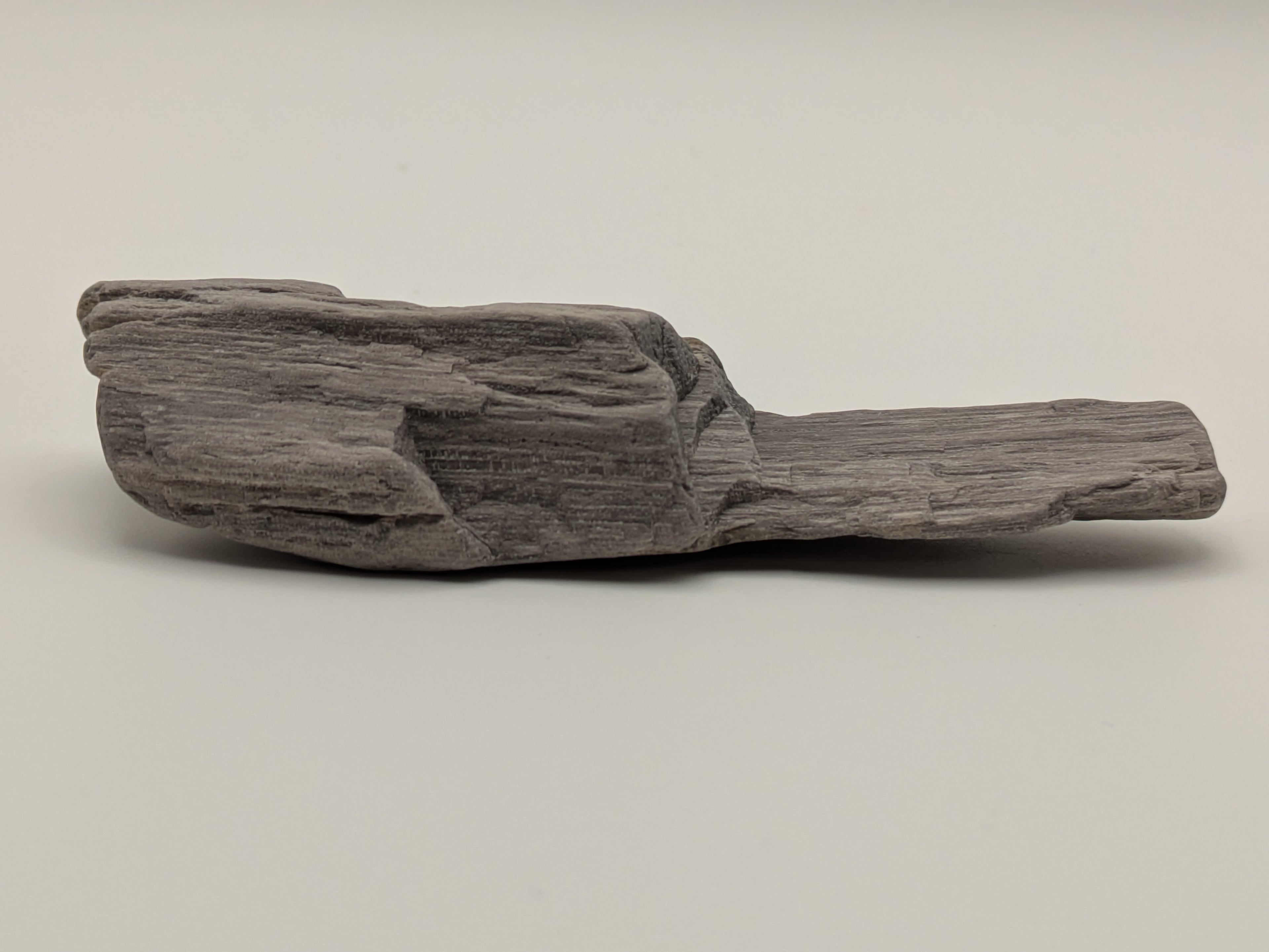 Petrified Wood Specimen