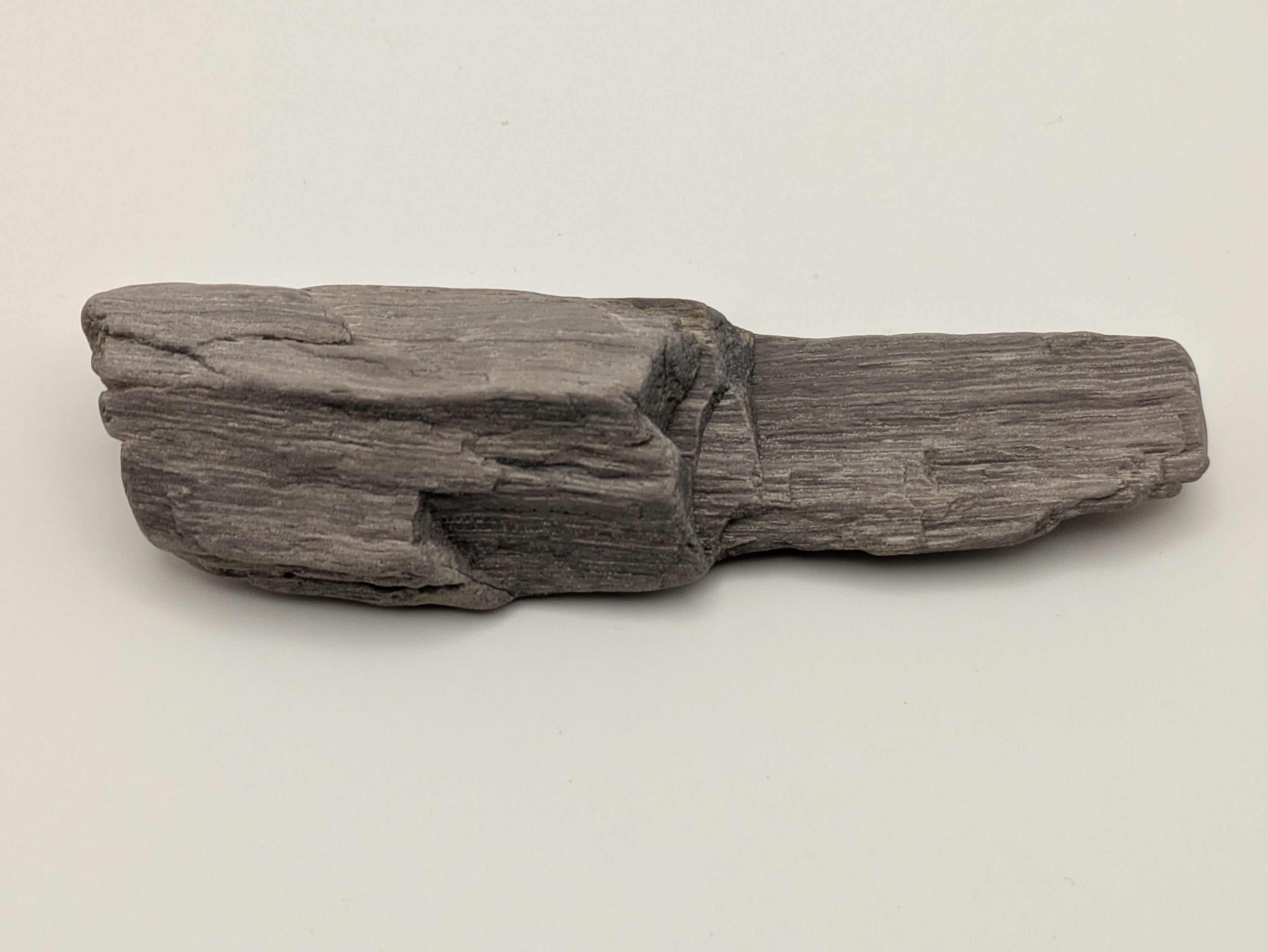 Petrified Wood Specimen