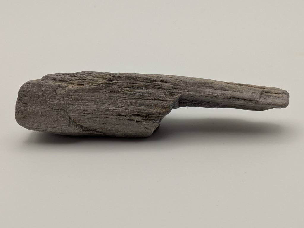 Petrified Wood Specimen