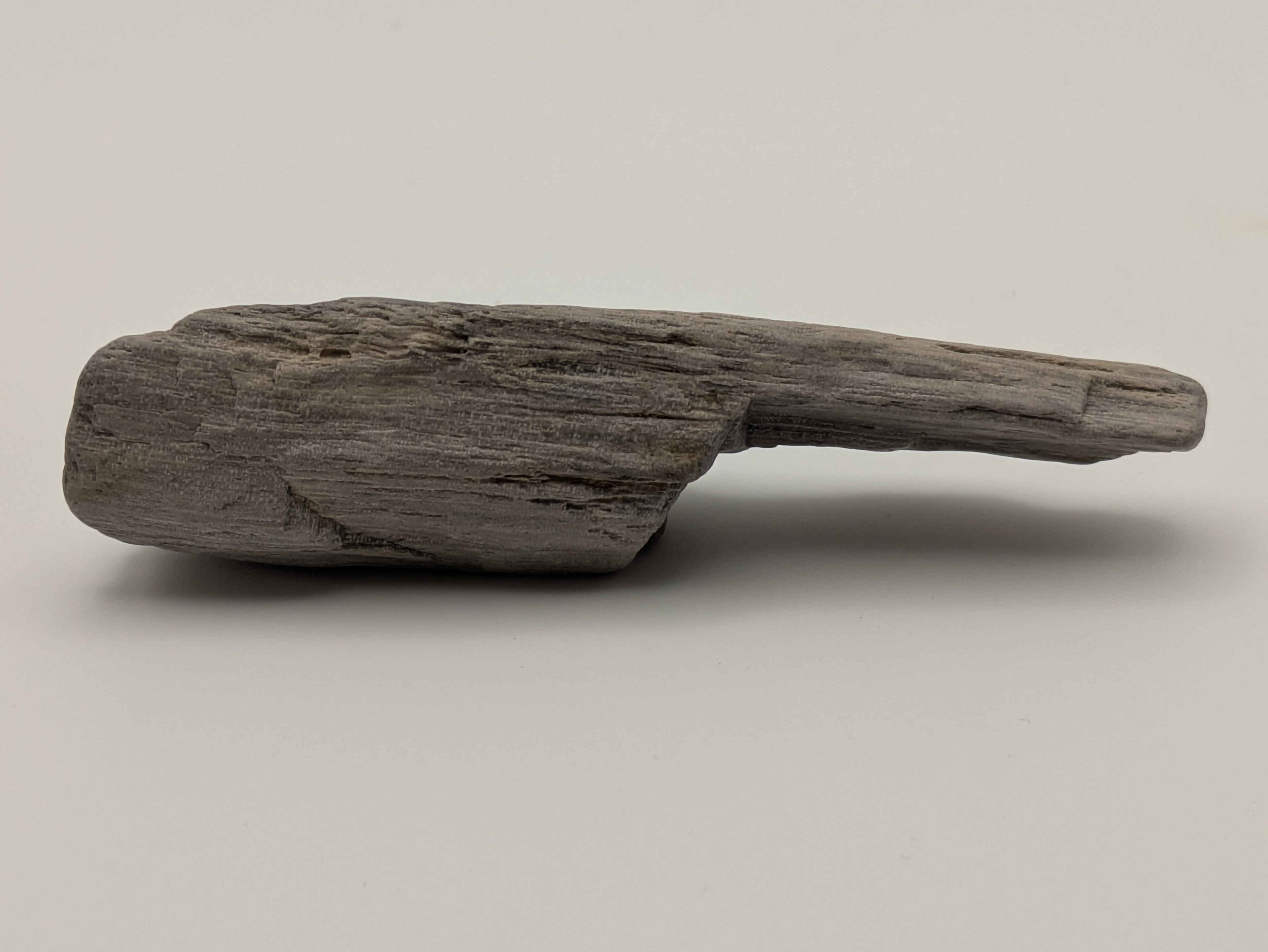 Petrified Wood Specimen