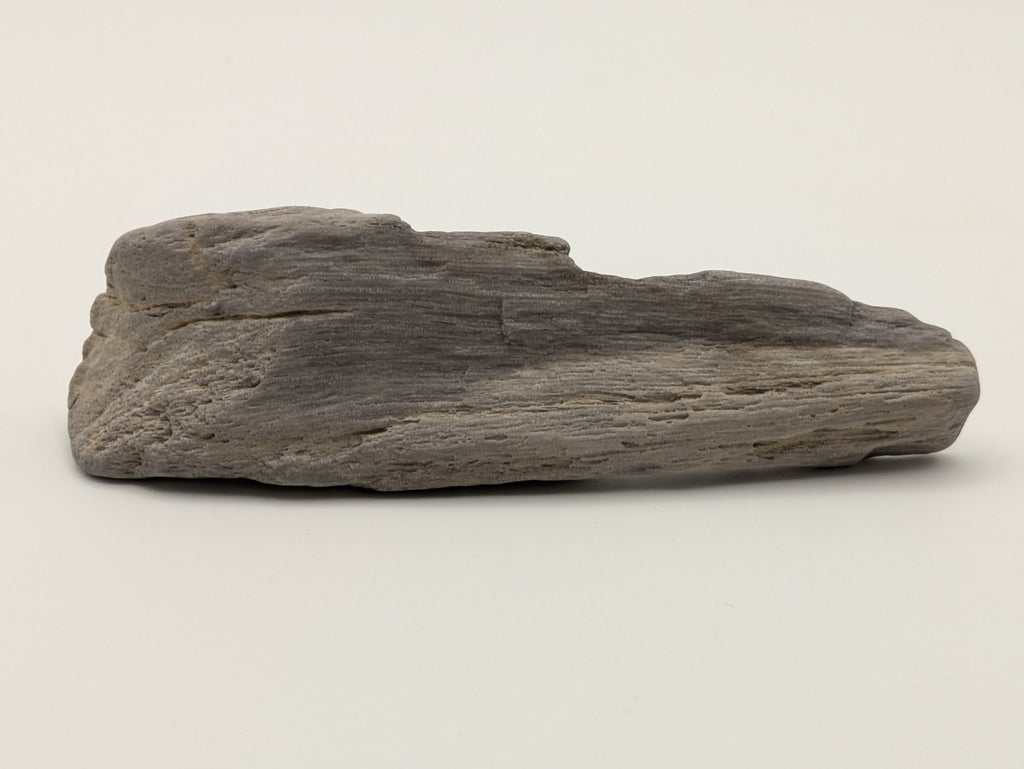 Petrified Wood Specimen
