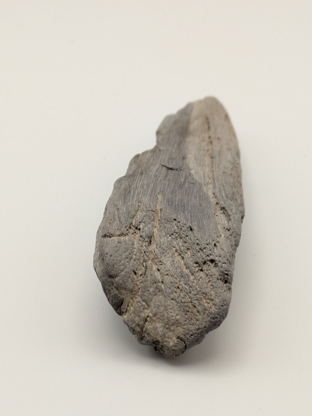 Petrified Wood Specimen