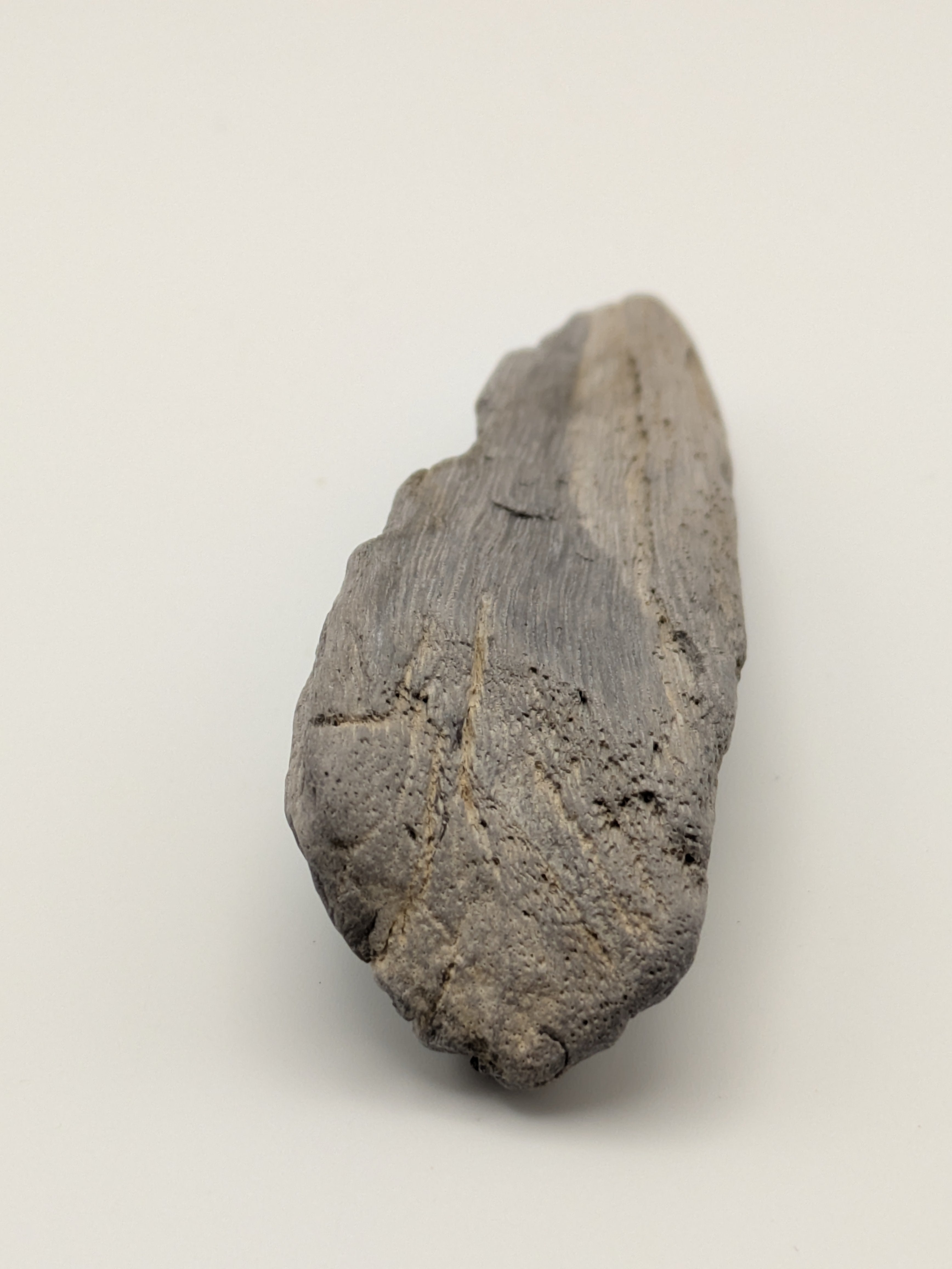 Petrified Wood Specimen
