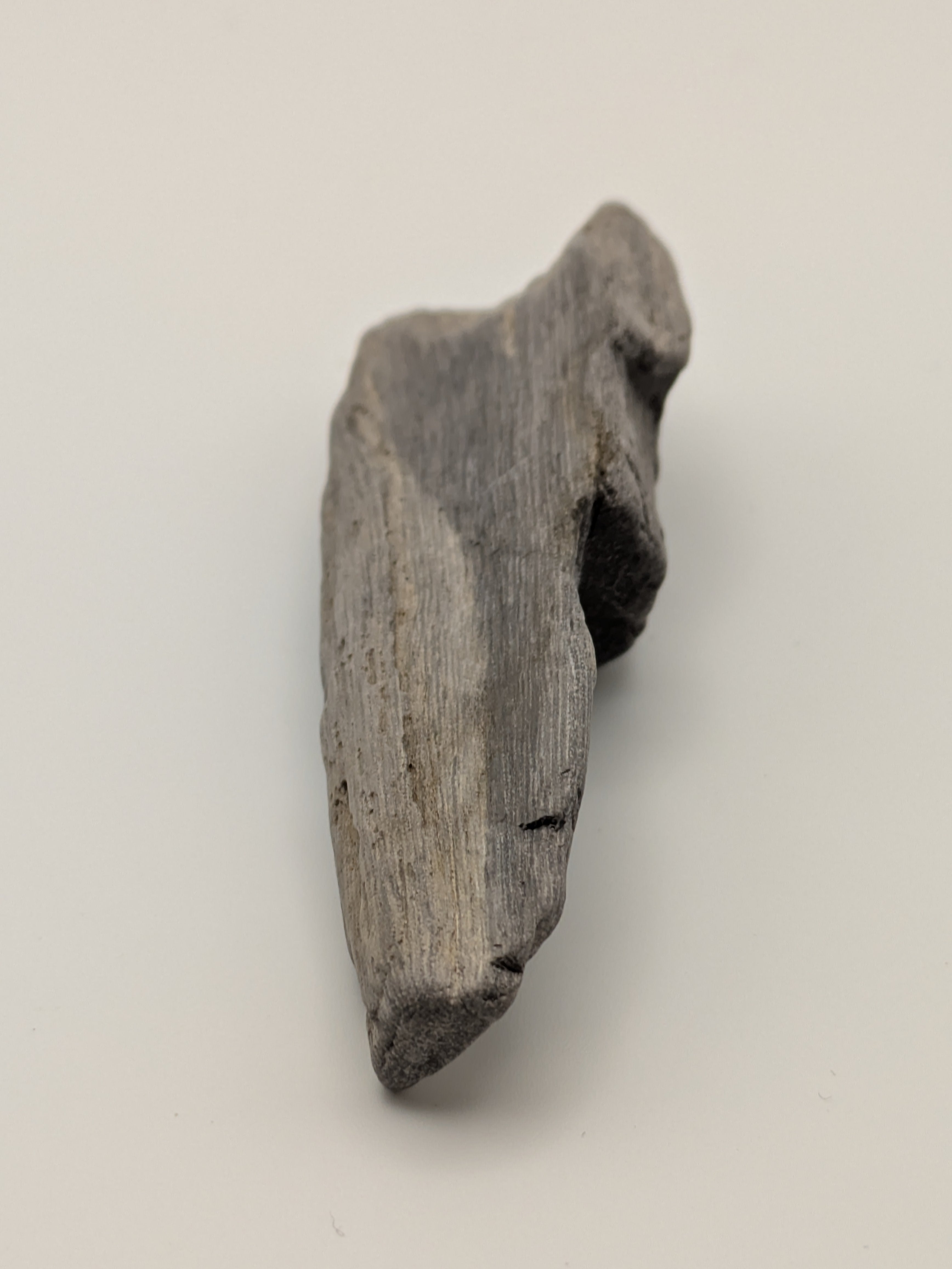 Petrified Wood Specimen