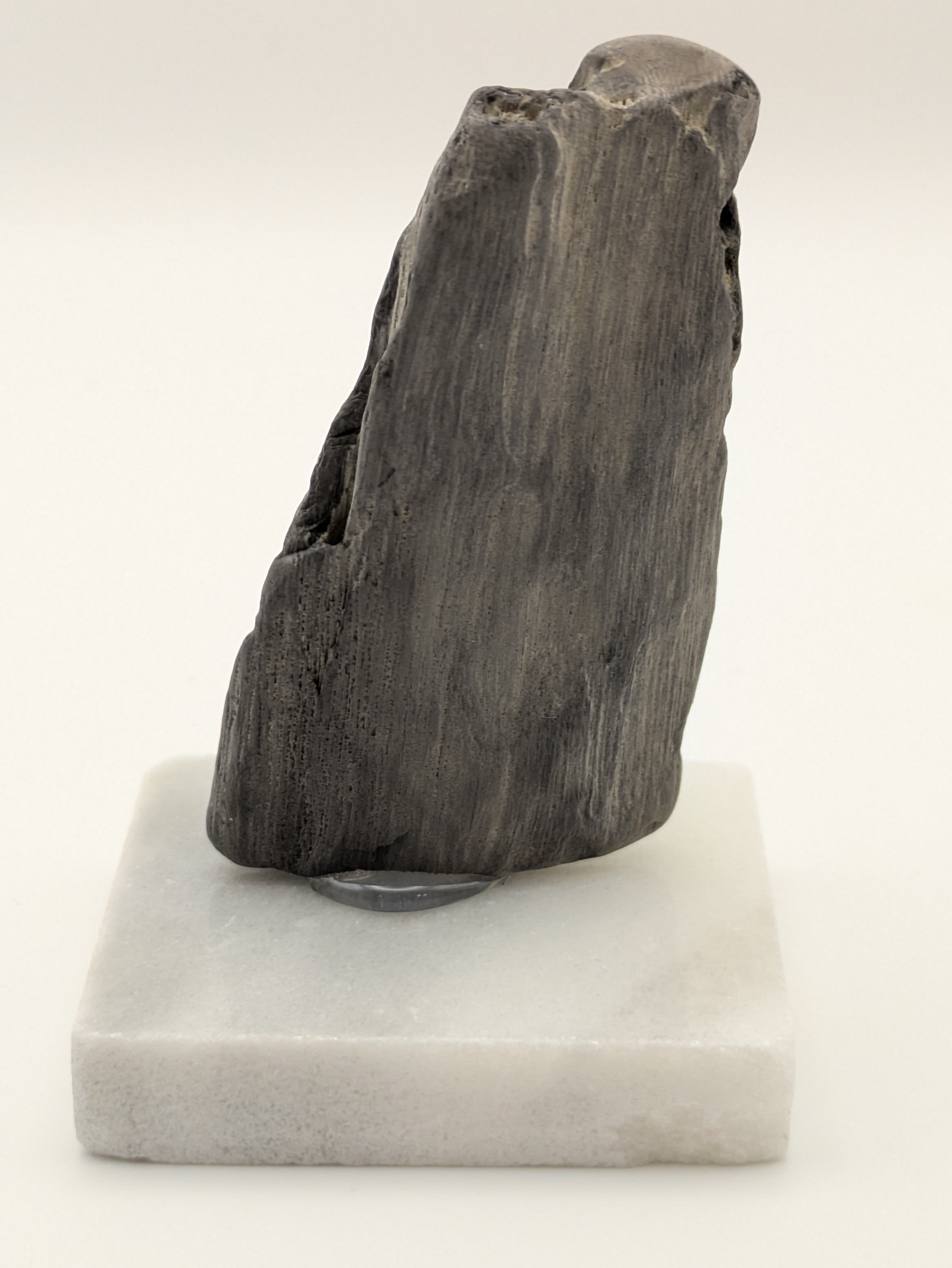 Petrified Wood Specimen (with stand)