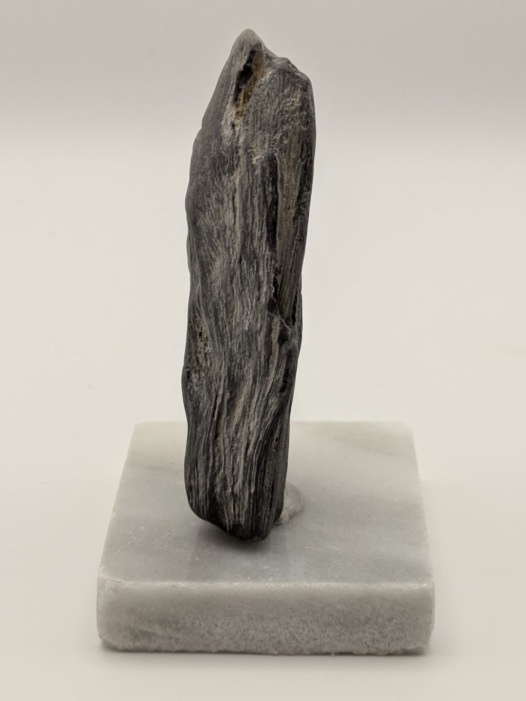 Petrified Wood Specimen (with stand)