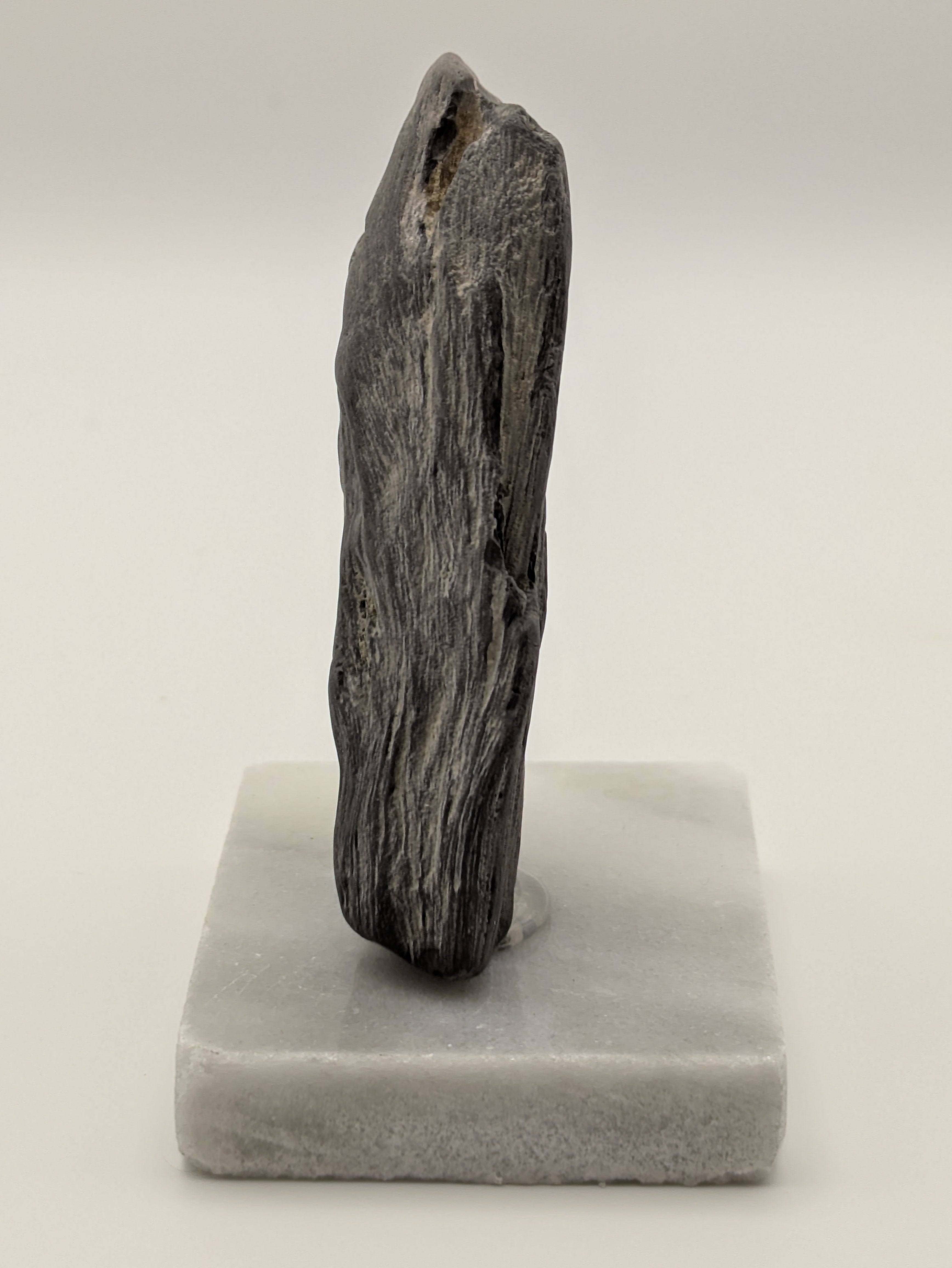 Petrified Wood Specimen (with stand)