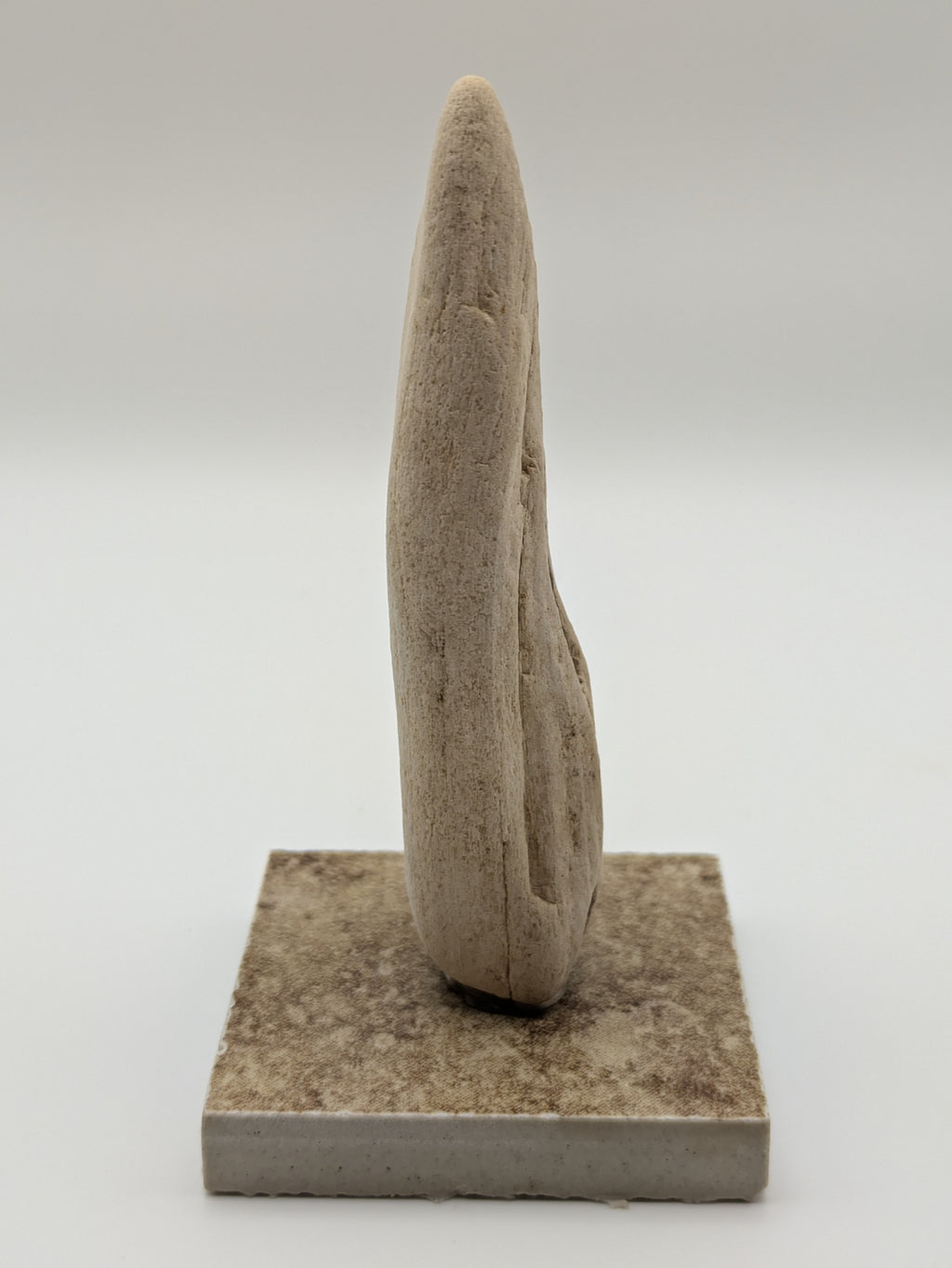 Petrified Wood Specimen (with stand)