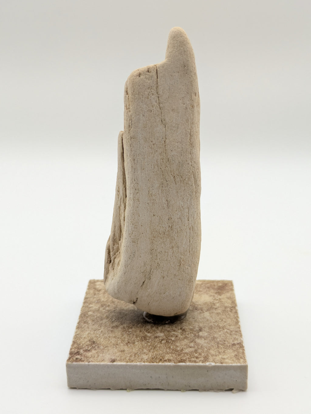 Petrified Wood Specimen (with stand)