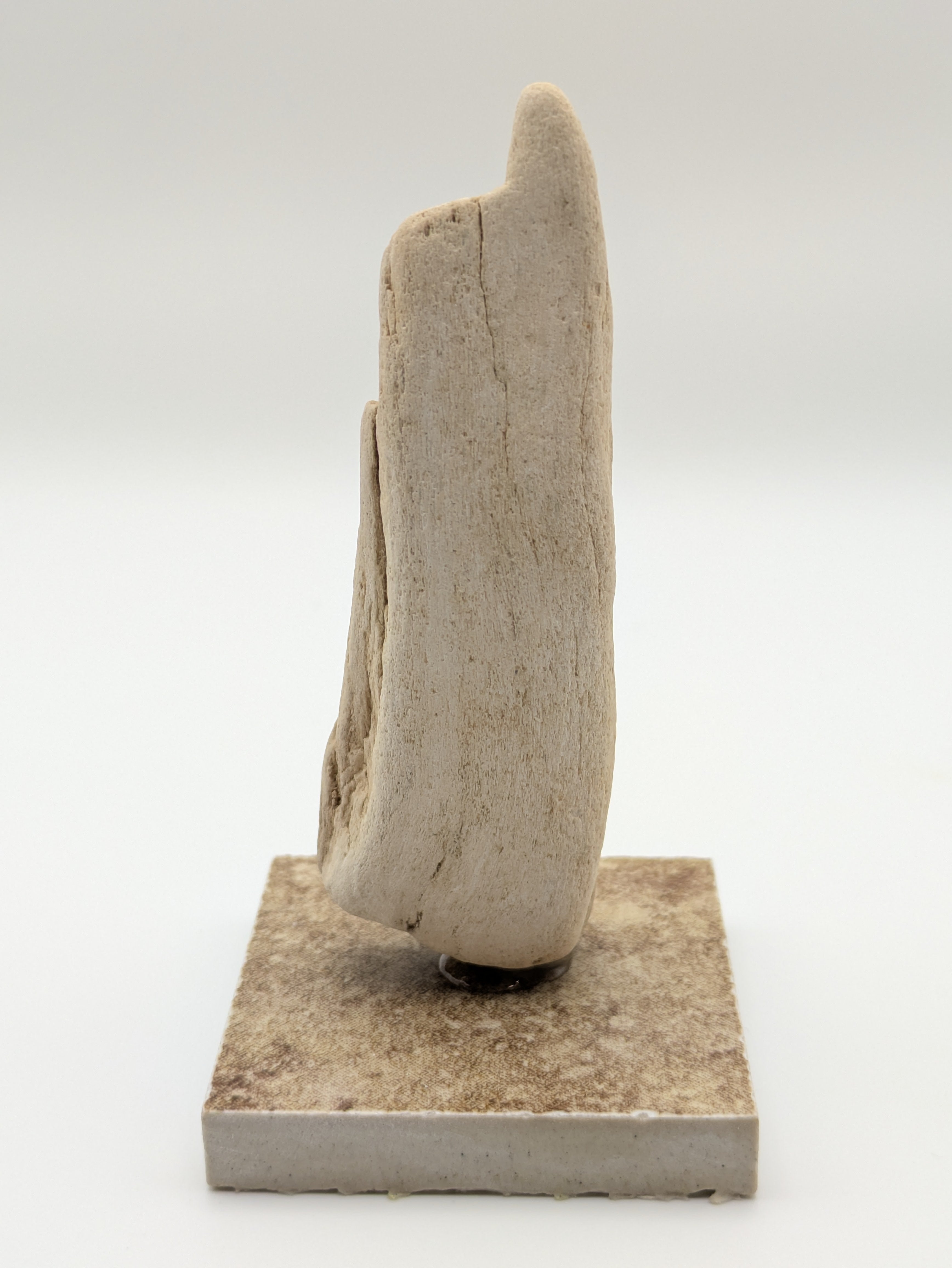 Petrified Wood Specimen (with stand)